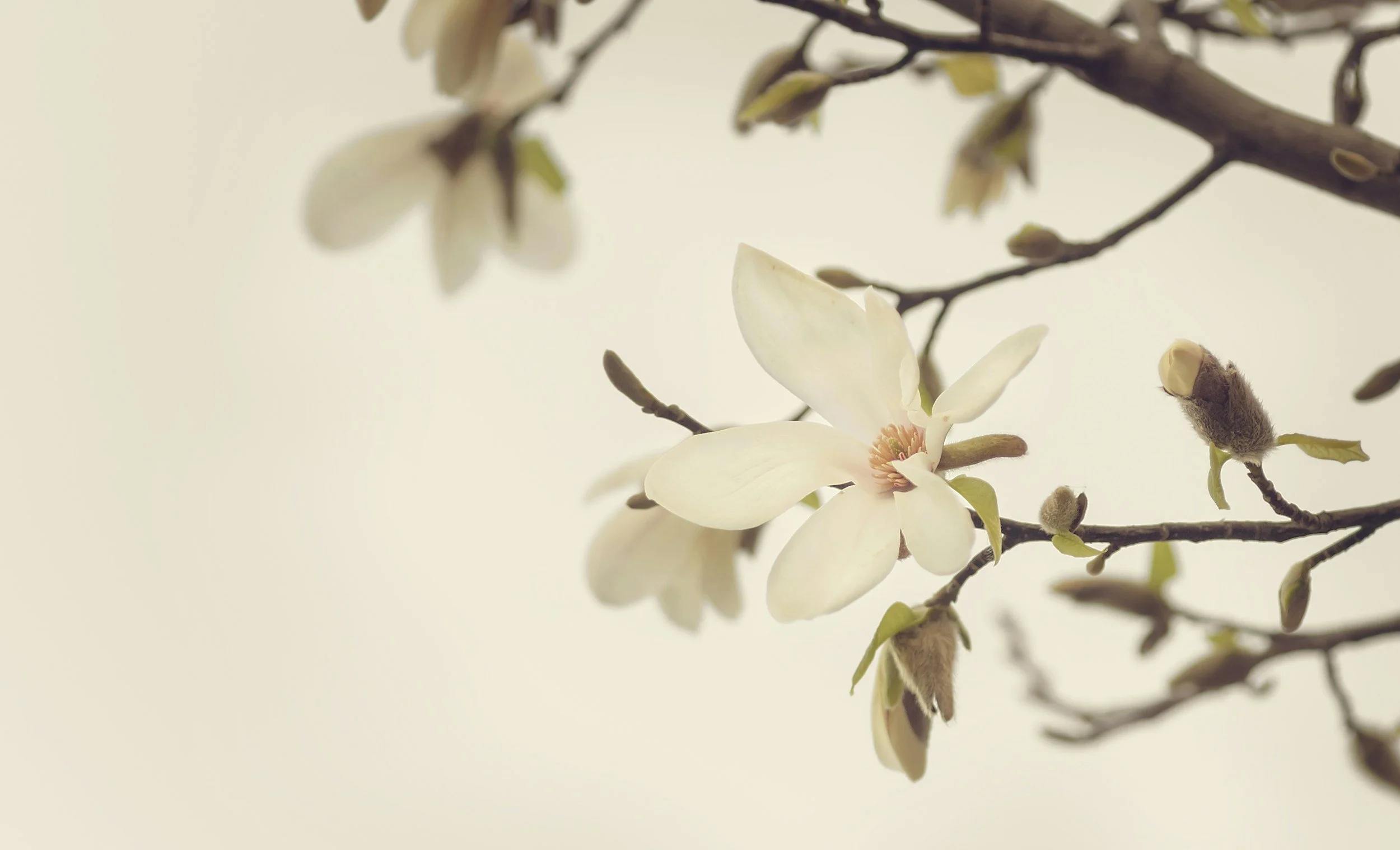 Close-up of a blooming magnolia flower on a tree branch with buds and green leaves against a plain light background.