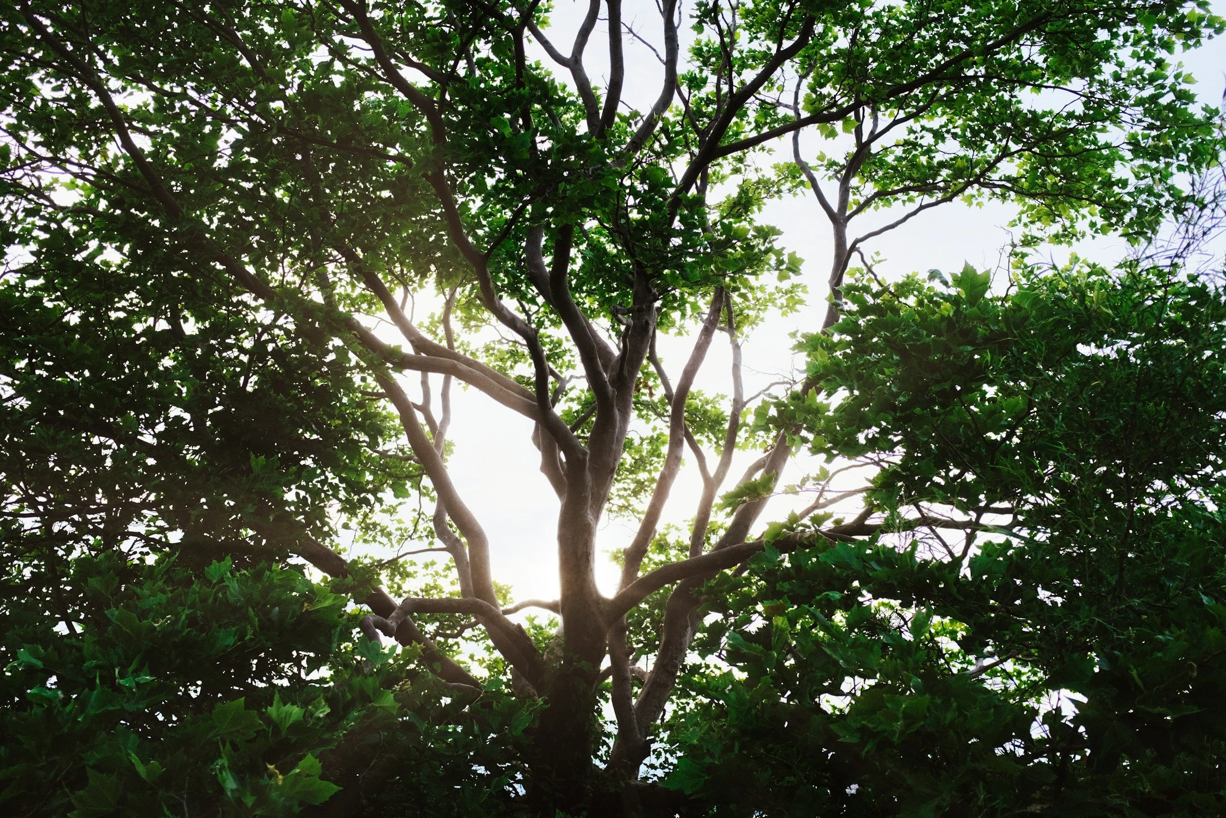 Tree with twisted branches and green leaves seen from below on The Collaborate Doula Conference webpage.