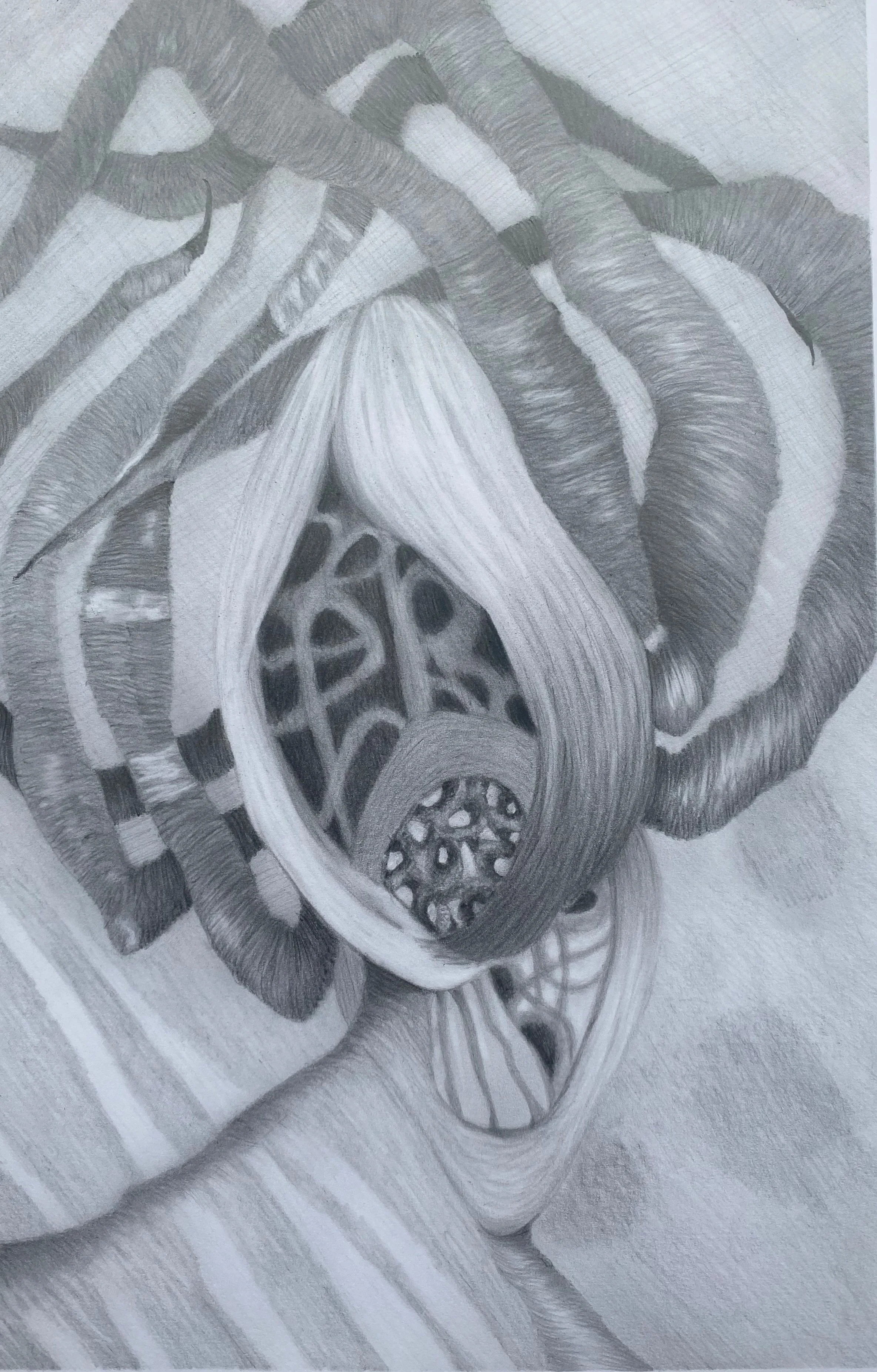 Study for Strapus 1 - graphite, A3