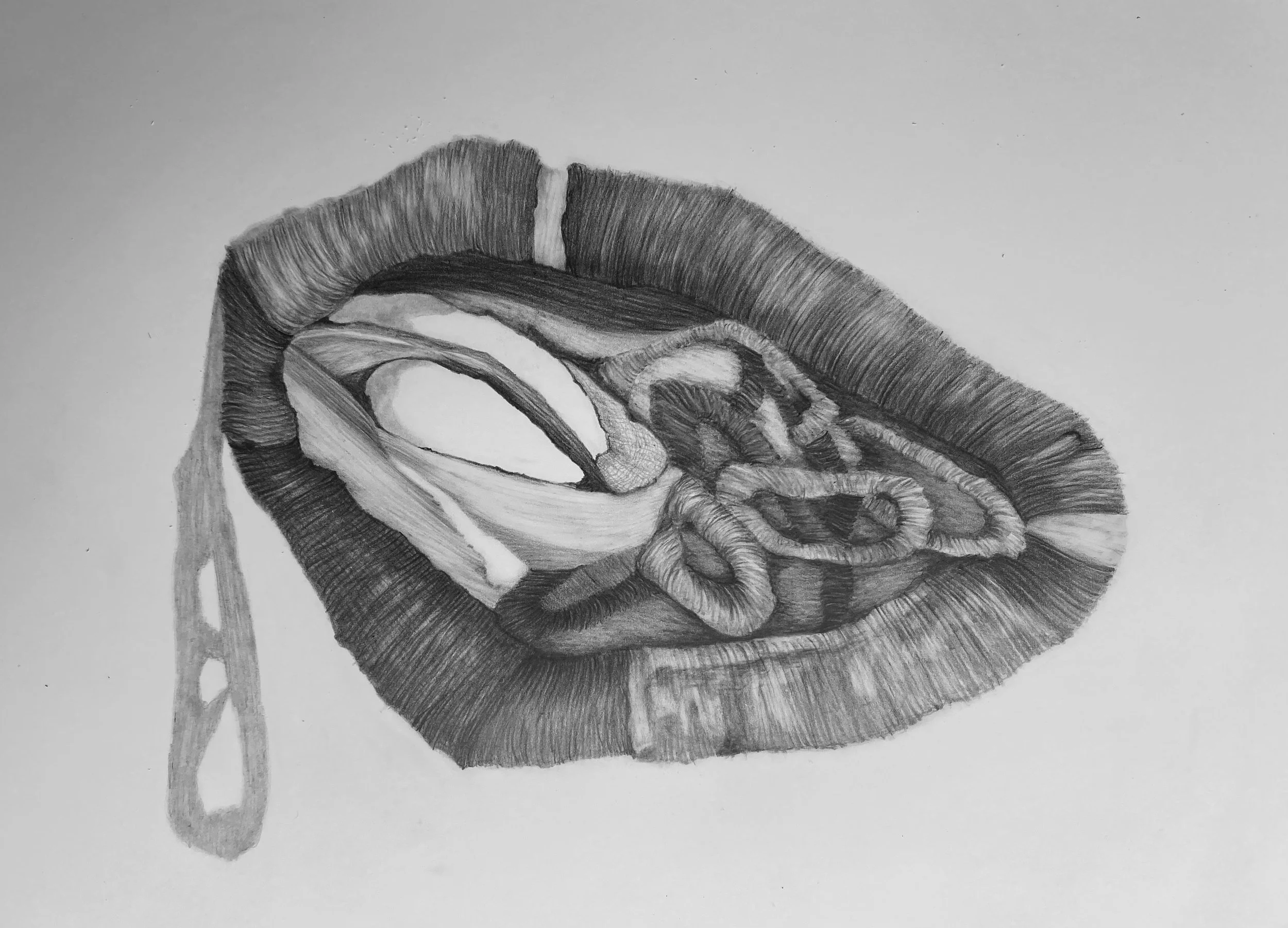 Inner strap study - graphite, A3