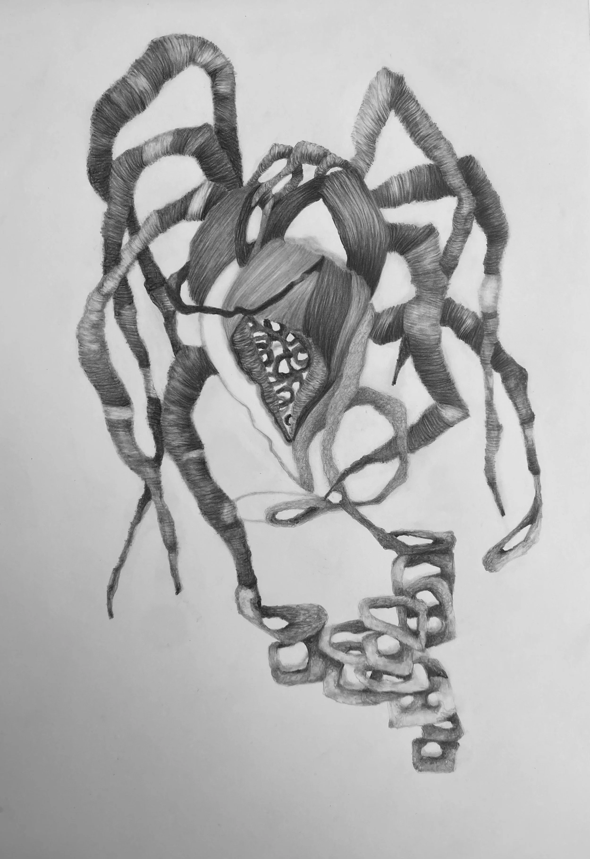 Study for Strapus IV - graphite, A3