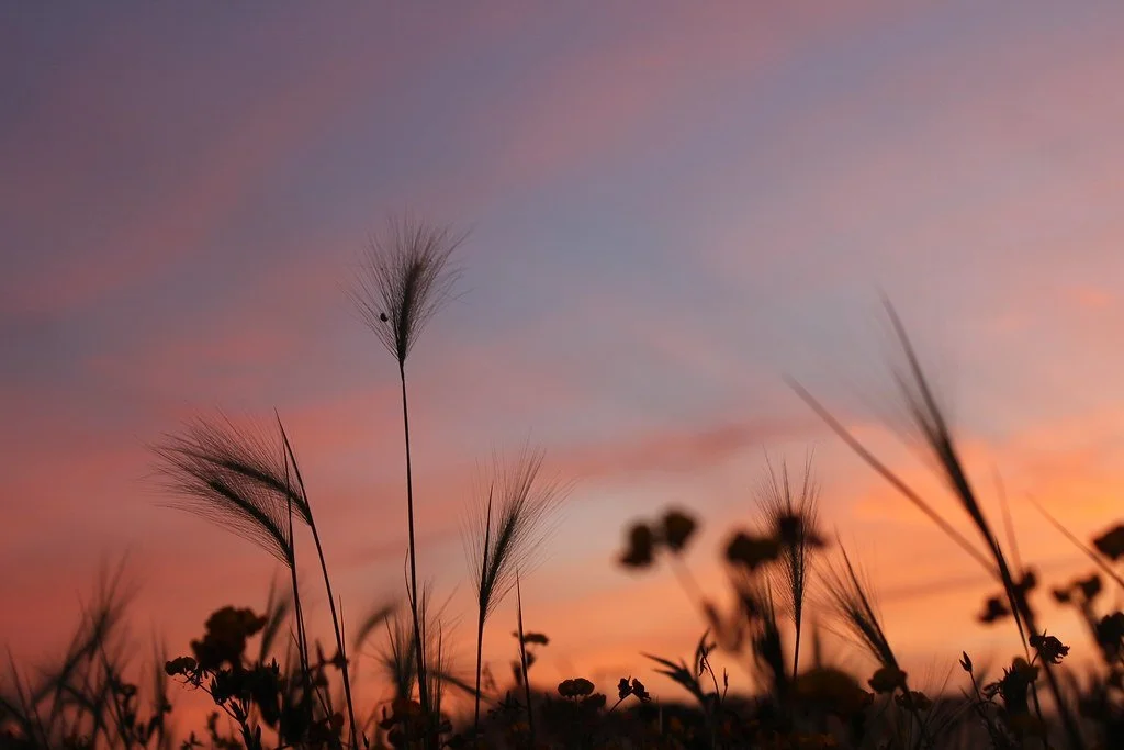 sunset2020.jpg