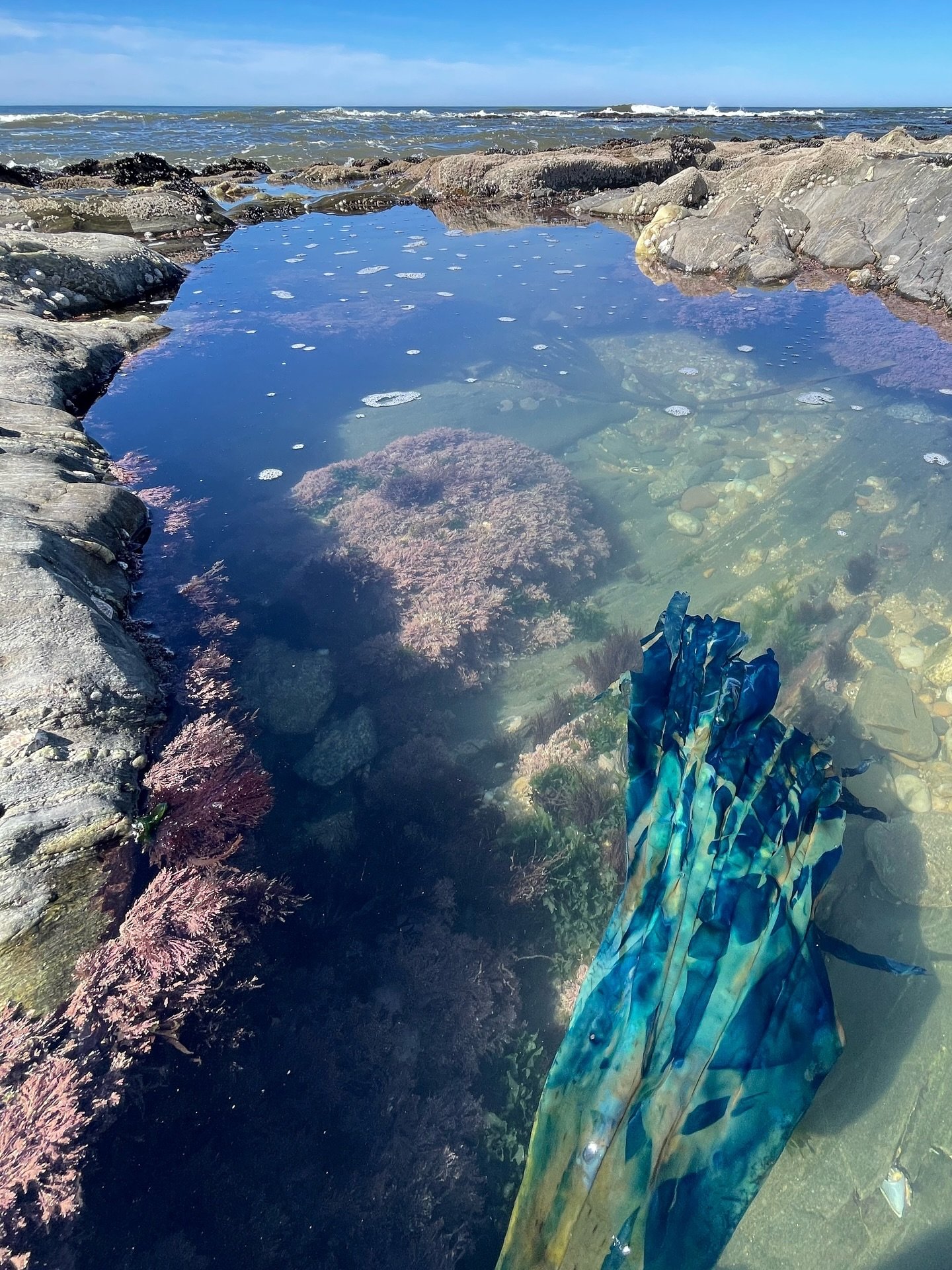 These photos capture one of the several processes involved in the making of Mapping Change. 🌊 🩵 🌬️ 

#cyanotype #algae #net #stitch