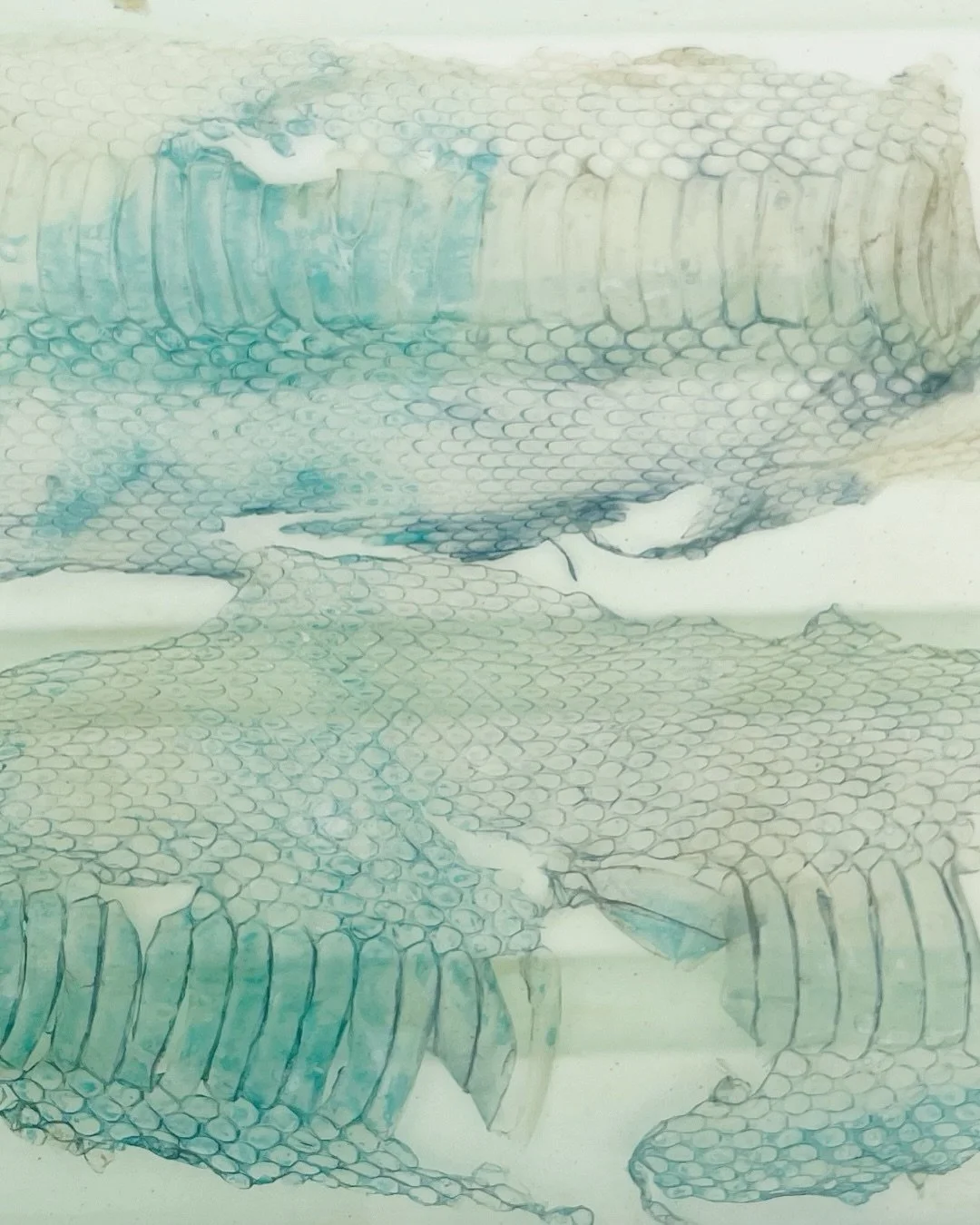 My grandmother absolutely refusing to be captured on anything other than a nice piece of watercolor paper.

Experiments with #cyanotype on
#biomaterials #algae and #snakeskin in the #sonorandesert