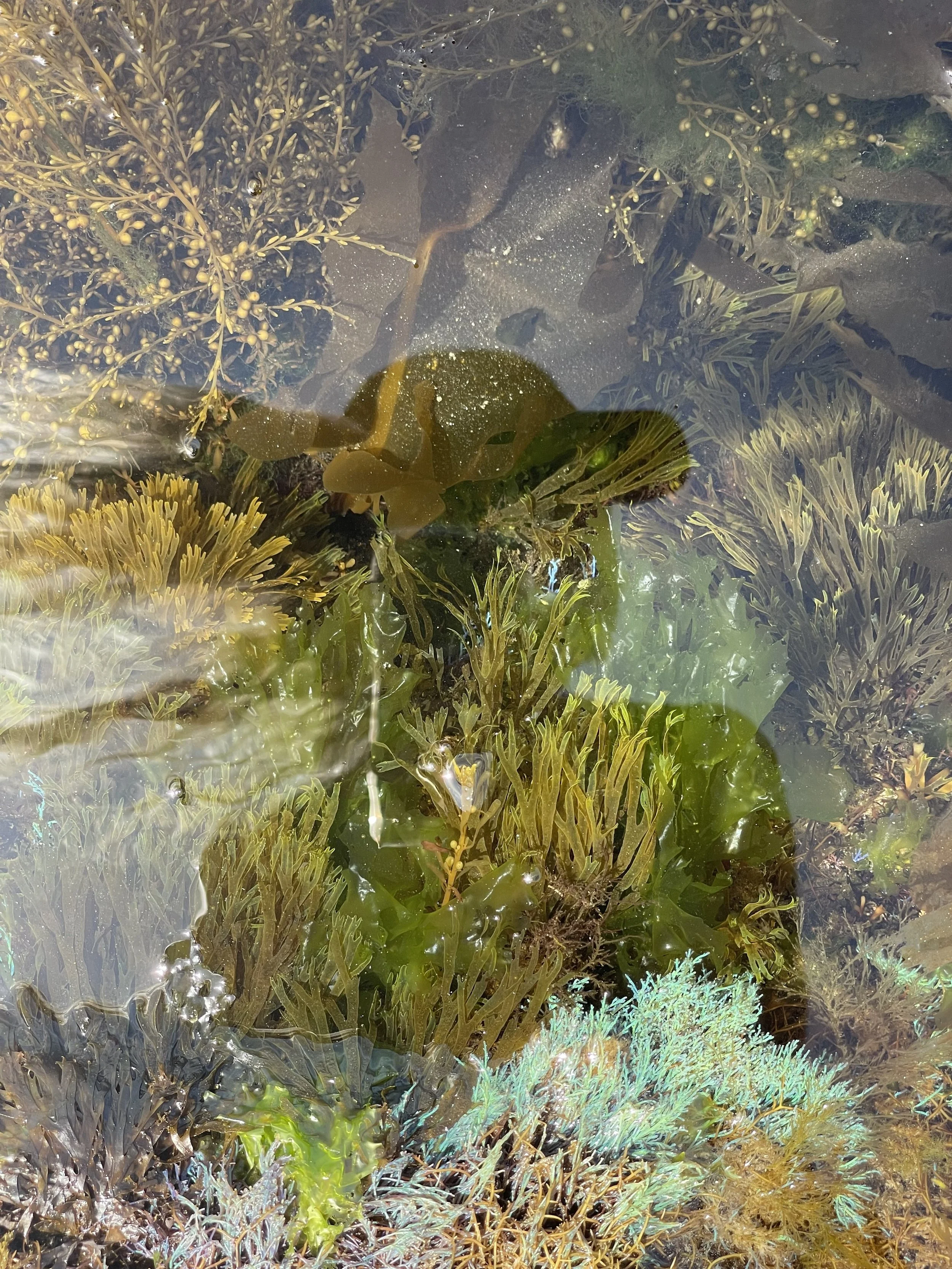 Thinking, Making and Being with Algae in Viana do Castelo