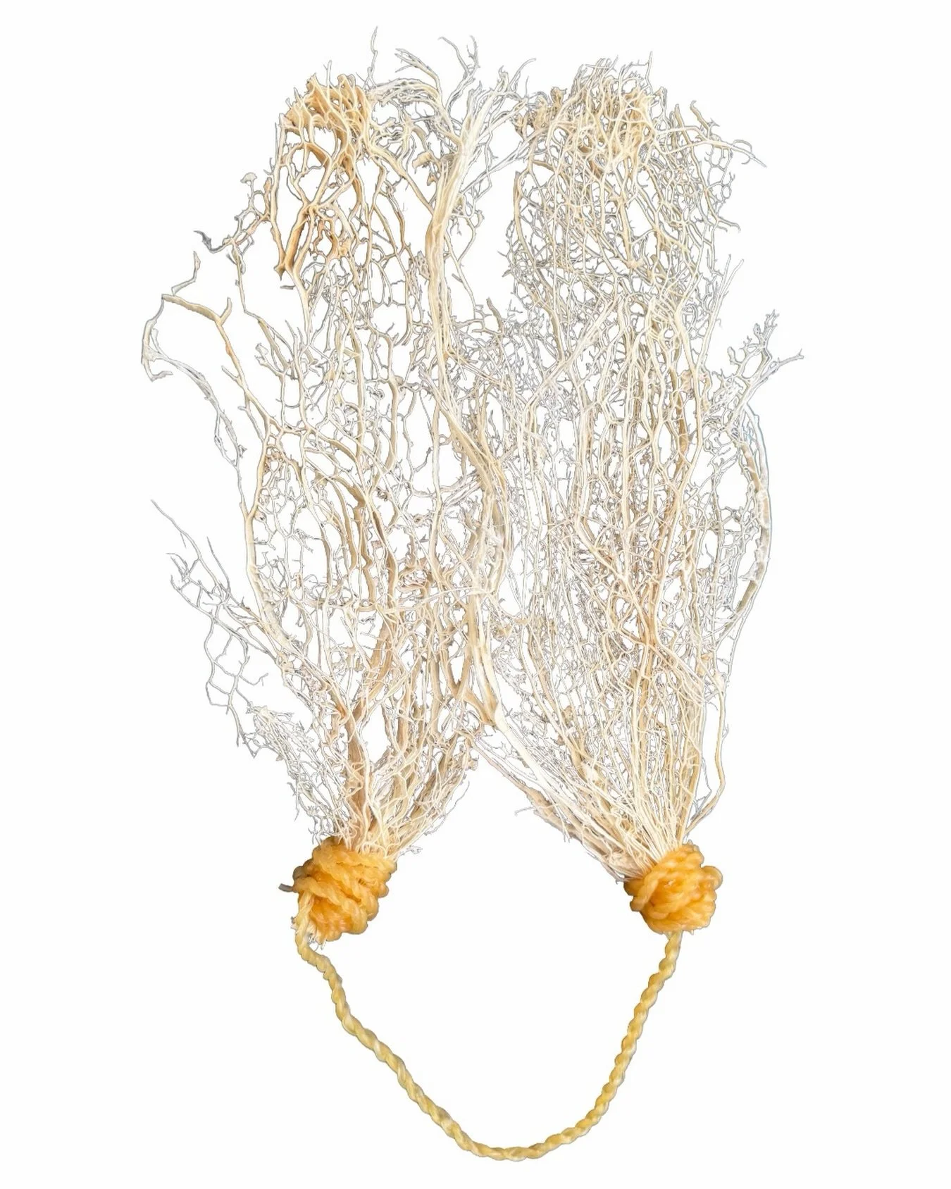 Twin Ecologies (2026)

Nopal cactus (Sonoran Desert)
Laminaria algae (North Atlantic)