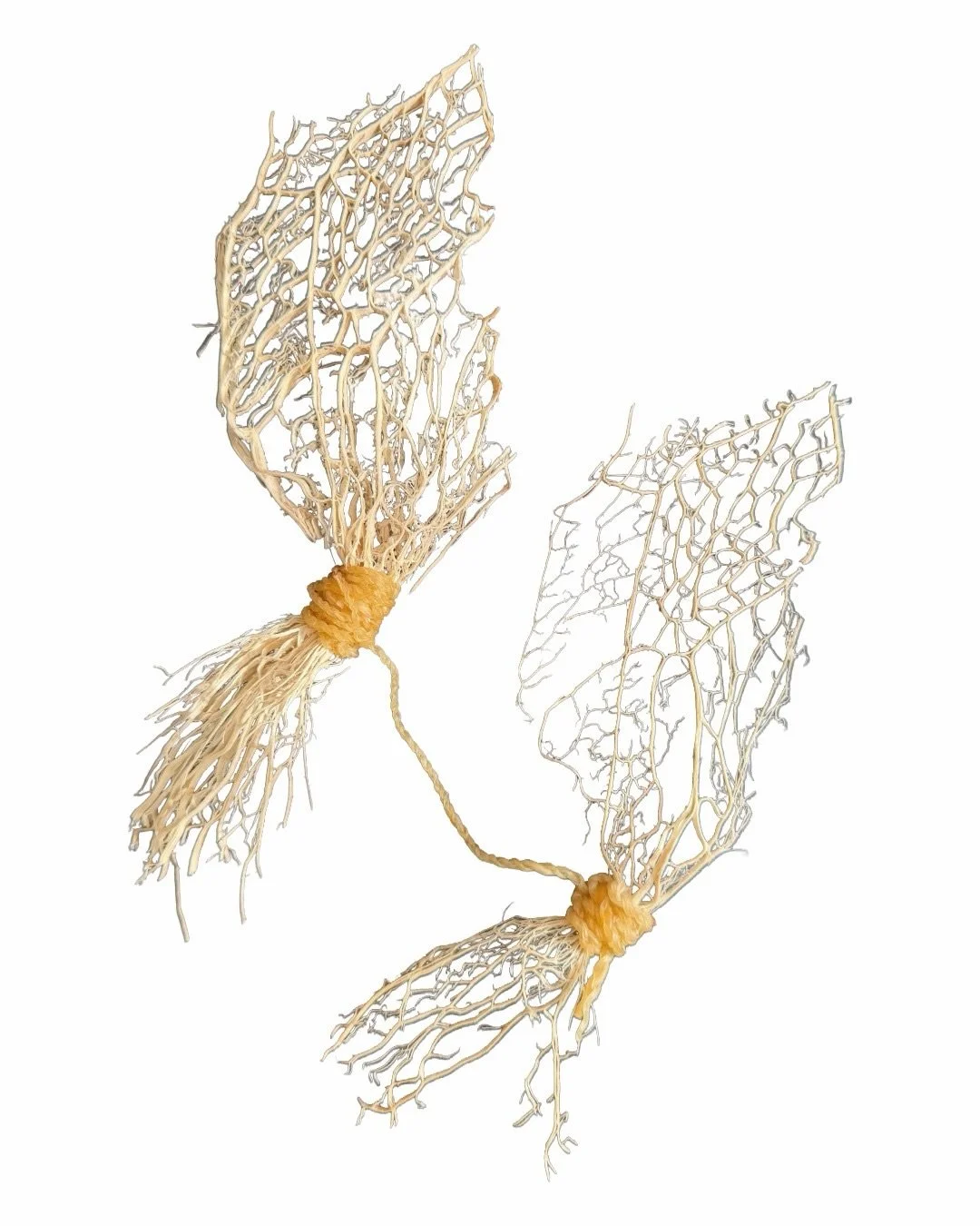 In the 1700s, my Iberian ancestors arrived in Indigenous territory that would later be renamed again and again&mdash;first under Spain, then Mexico, then the United States as Arizona. The history I come from is layered with conquest, migration, adapt