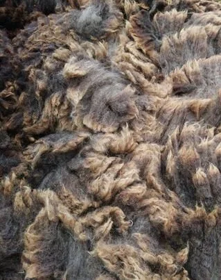 Blue Texel.jpg