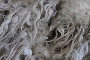 Devon and Cornwall Longwool C.jpg