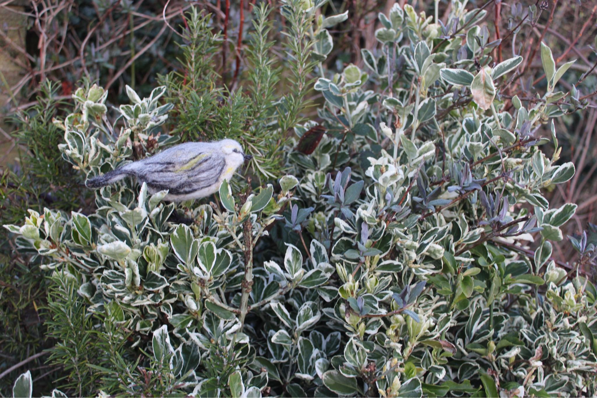 bird 7.jpeg