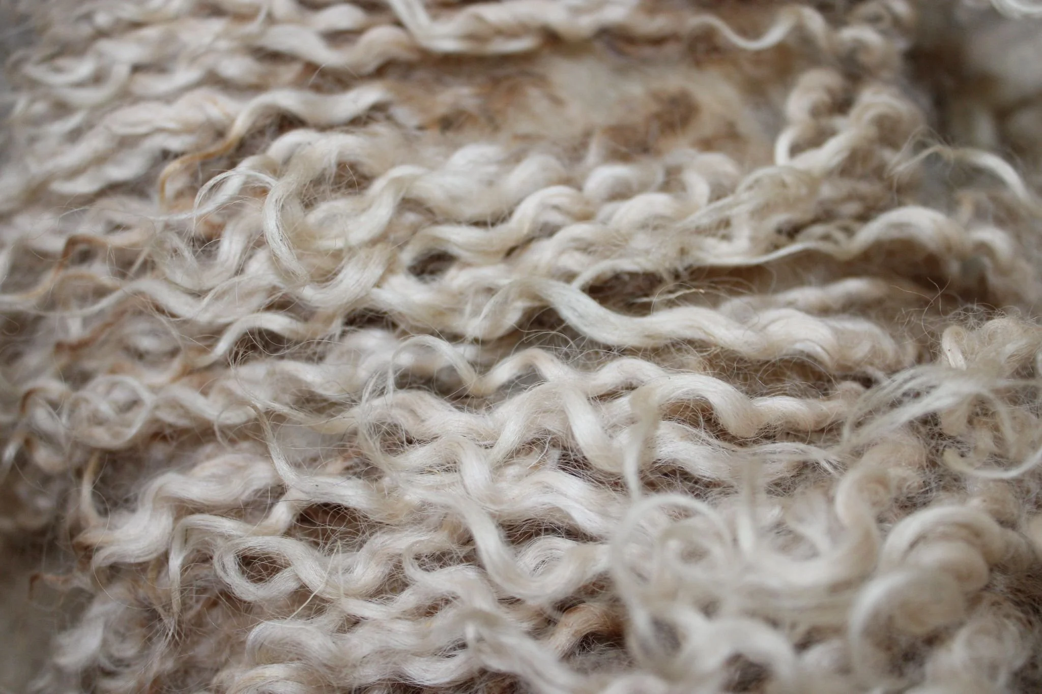 Lincoln Longwool Loose Fleece