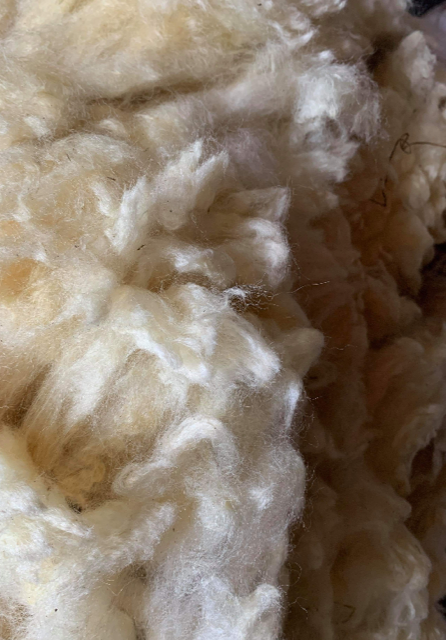 RAW - Beltex Fleeces