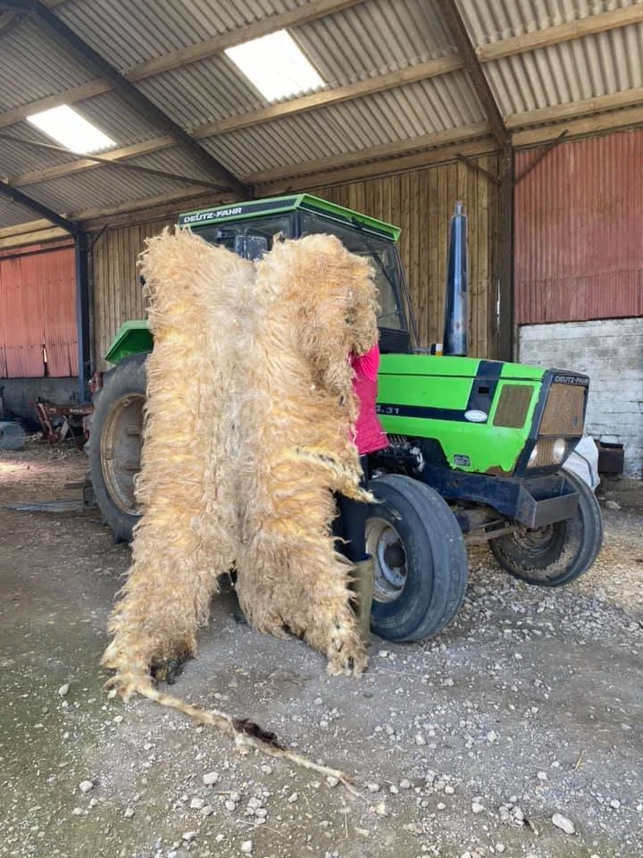 valais blacknose.jpg