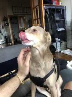 65124512295__A22DED13-C13D-4044-95DC-76F36E468247 Small.jpeg