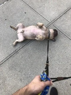 65162178661__67A770D9-2F2D-4A7F-BBD7-1CB33C141F90 Small.jpeg