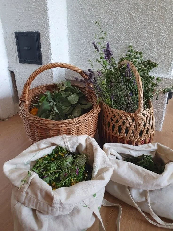 foraging herbs @groundedcelestial.jpeg