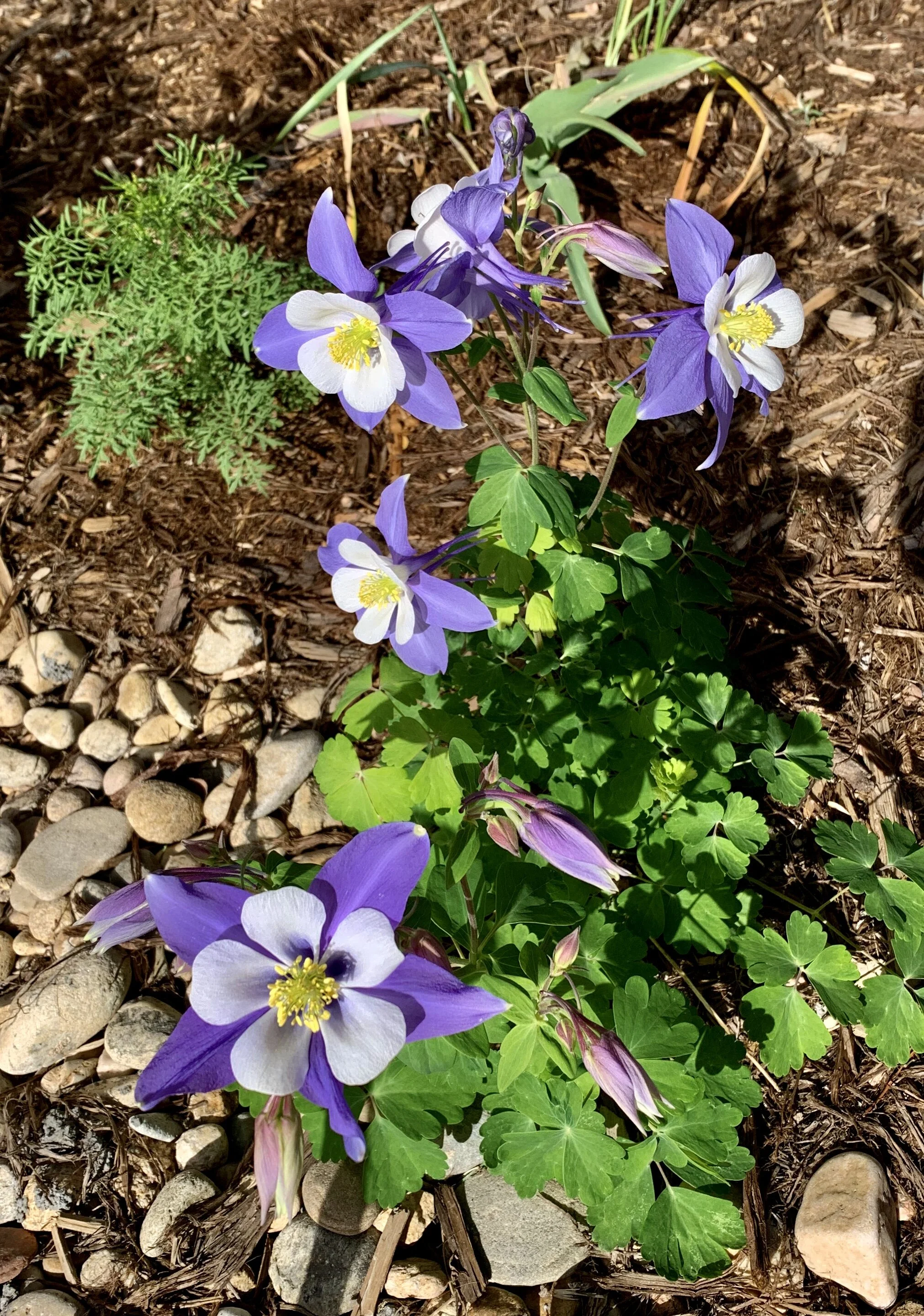 Finances for Couples (3 sessions)