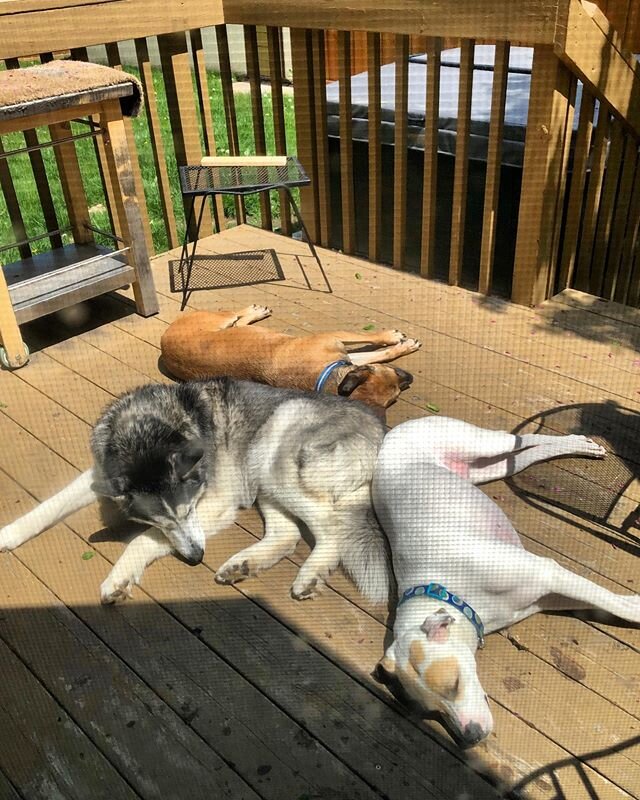 Did I have to tip-toe up to the window to get this picture and was to worth it? Yes to both!!! .
.
.
.
.
#dog #dogsofinstagram #husky #pitbull #pitmix #sunshine #nap #naptime #dogslife