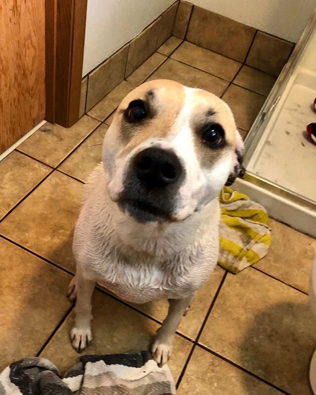 I think someone is feeling better after their bath 😍
.
.
.
.
.
#dog #dogsofinstagram #pitbull #pitbullsofinstagram #pitmix #bath #bathtime