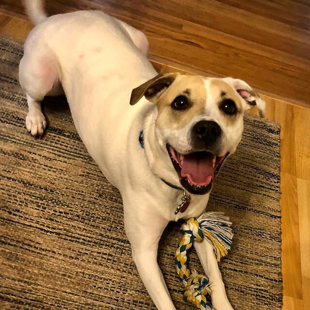 Hard to say for sure; but, I think Lulu is happy to be staying with us again .
.
.
.
.
#dogsofinstagram #pitbullsofinstagram #pitbull #happy #dogsmile #smiley #smile #playtime #houseguest