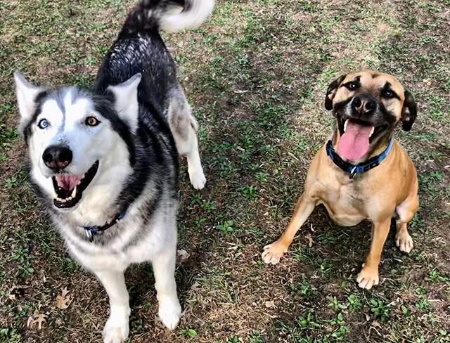 My children are adorable 🥰
.
.
.
.
#dog #dogsofinstagram #husky #huskiesofinstagram #pitbullsofinstagram #pitbull #pitmix #dogpark #saturday #adorable #cute