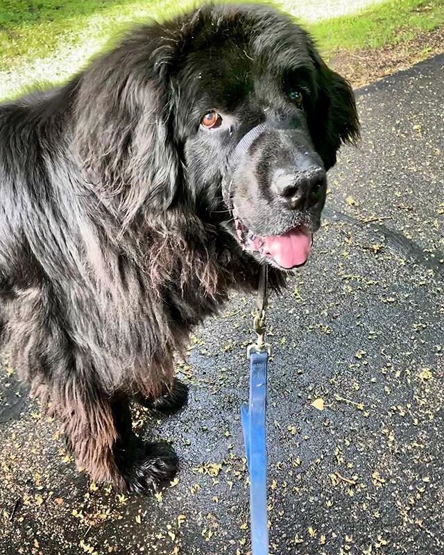 Freya is rocking the natural highlights this season .
.
.
.
.
#newfoundland #newfie #newfiesofinstagram #blackdog #highlights #walk