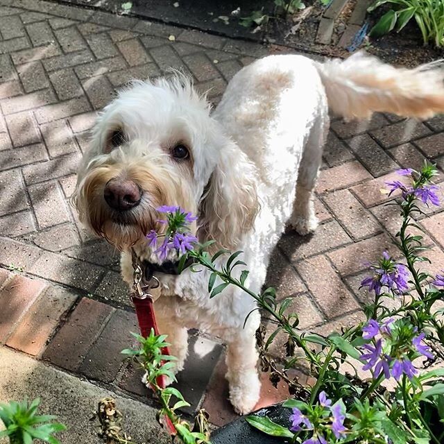 Lola ❤️
.
.
.
.
.
#goldendoodle #goldendoodlesofinstagram #dog #dogsofinstagram #prettygirl #cute