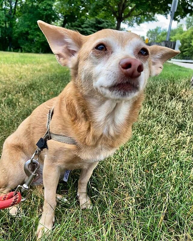 The camera loved Sofia today 😍 .
.
.
.
#dog #dogsofinstagram #walk #chihuahuasofinstagram #chihuahua #chihweenie