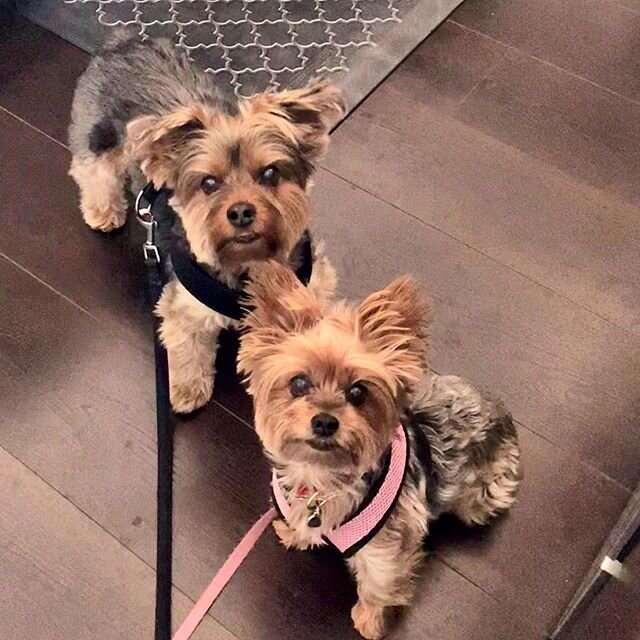 Achievement unlocked!!! Got both Eddy and Gracie Mae to look at the camera at the same time 😀 .
.
.
.
.
#dogsofinstagram #dog #yorkiesofinstagram #yorkie #walk #dogwalk #doglovers #stpaul #downtownstpaul