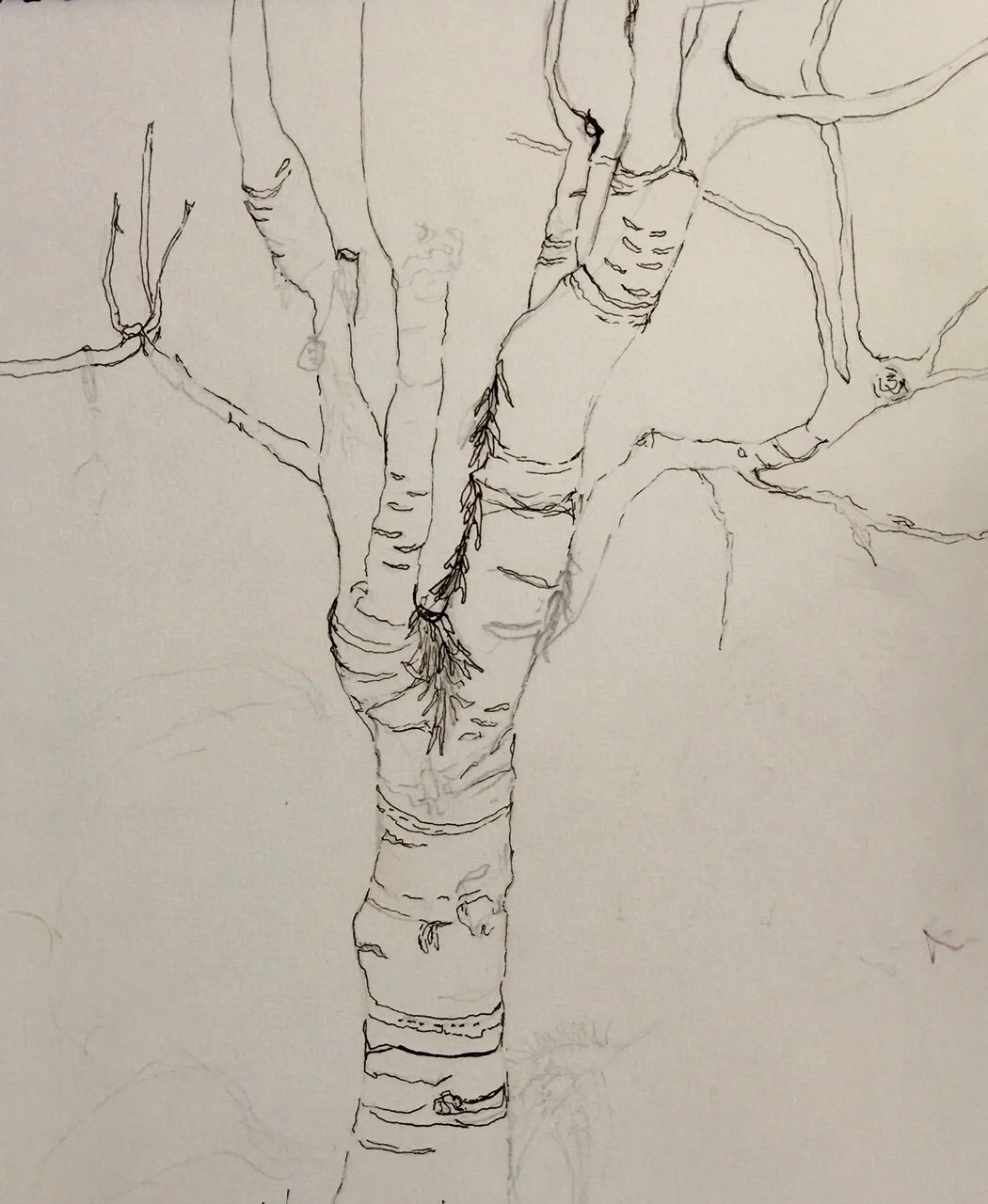 Judee Humburg, One with the Tree, Ink, Green Gulch Farm, 14” x 12”