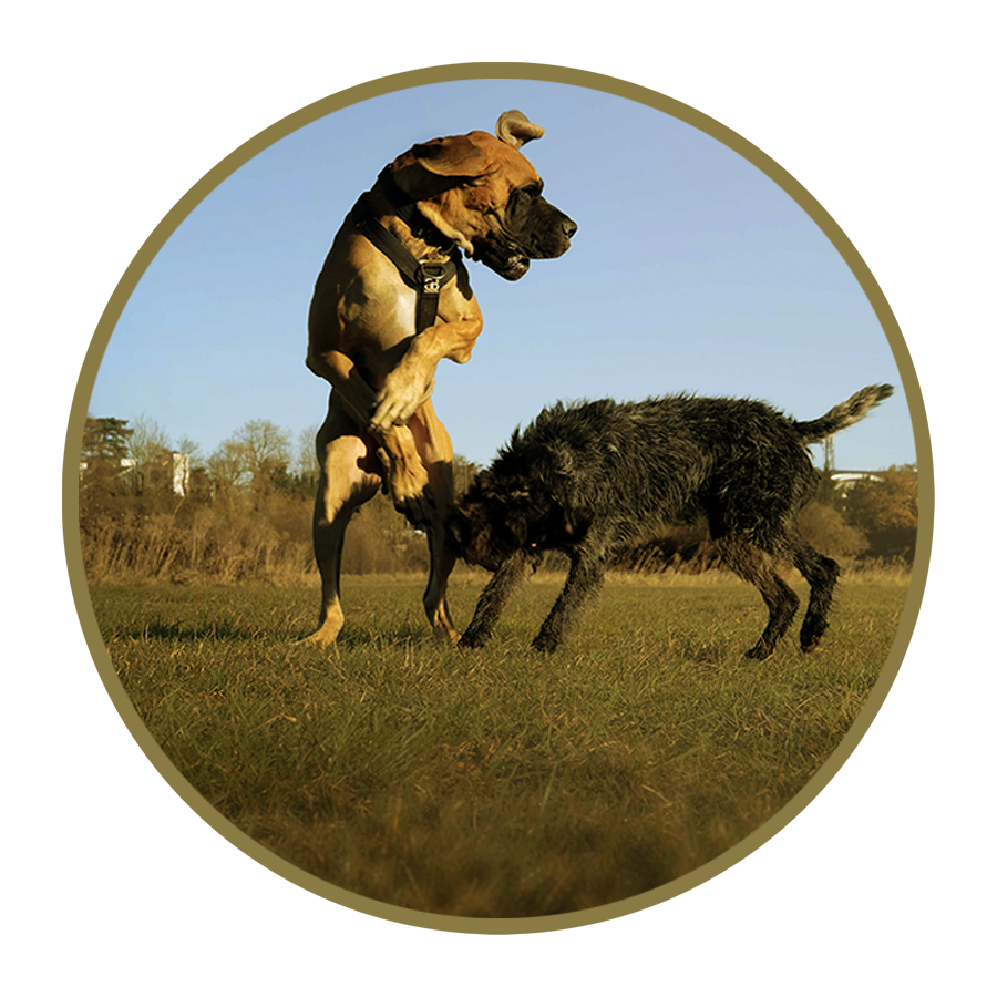 Colin & Co — Country Dog Retreat