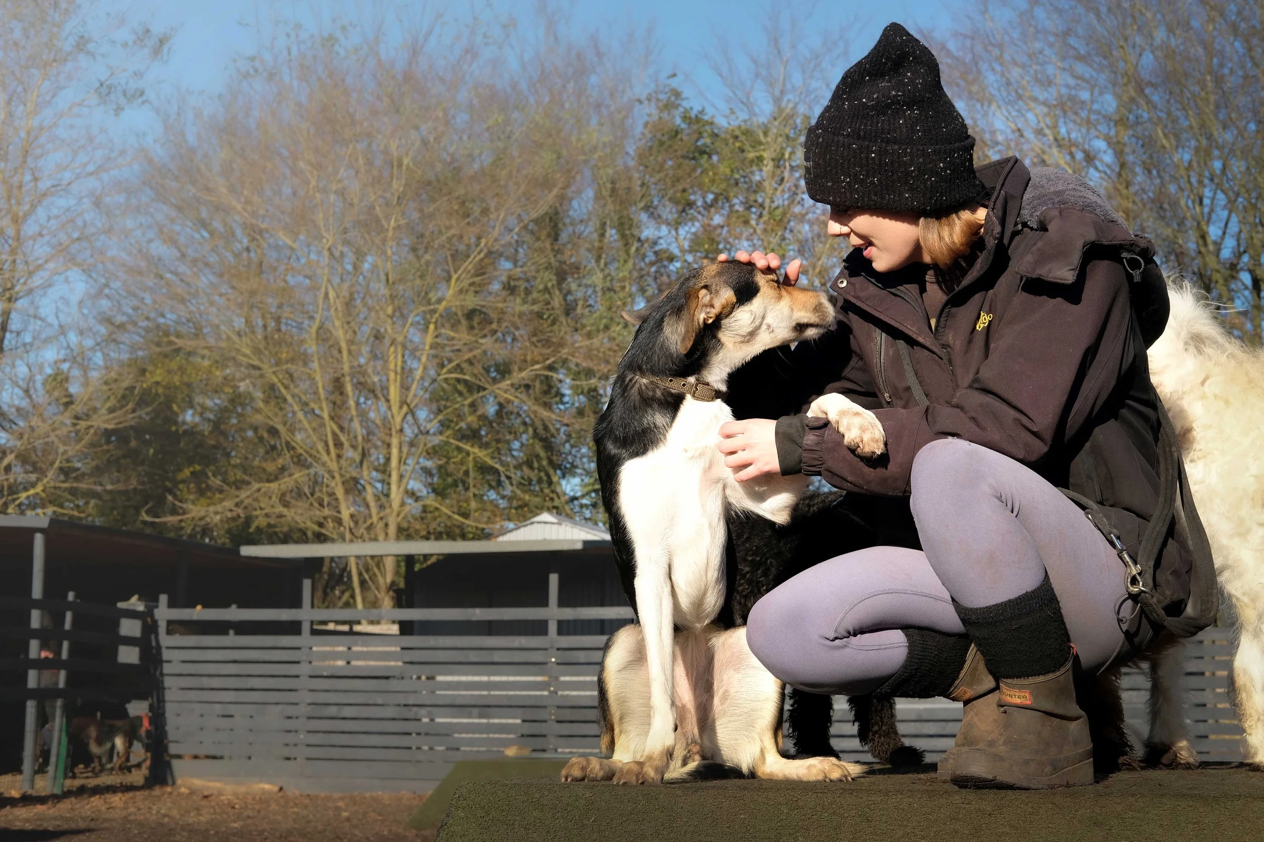 Colin & Co — Country Dog Retreat