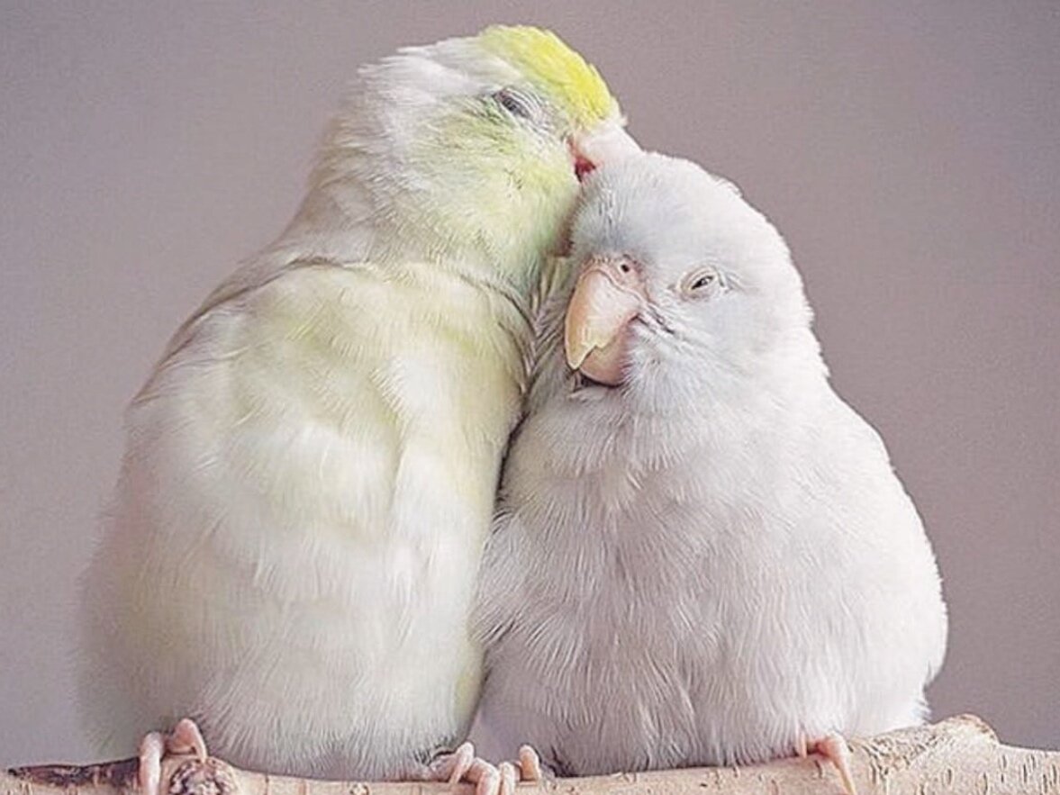 Communicating in Intimate Relationships