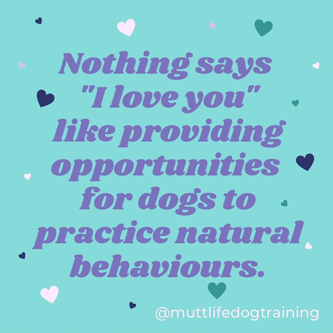 en&middot;rich&middot;ment
noun
the action of improving or enhancing the quality or value of something.

Enrichment isn&rsquo;t just about the activities you offer your dog, but the result of those activities!

It is about meeting your individual dog