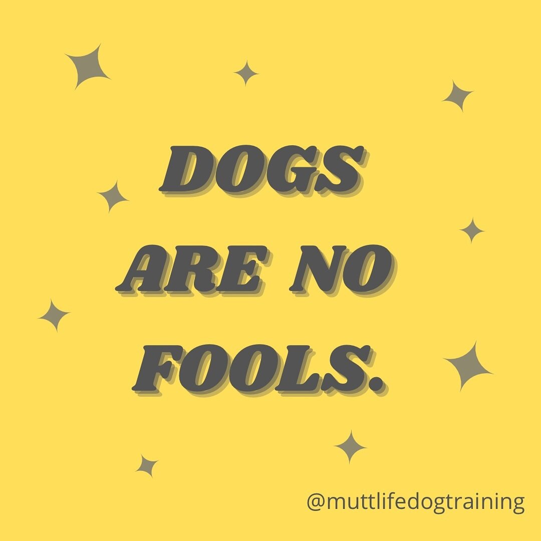 Beware of the bamboozle- don&rsquo;t make a fool out of dogs!
Despite best intentions, any method of training can be coercive and potentially harmful if we try to pull one over on our dogs. Ethical and effective behaviour modification &amp; training 