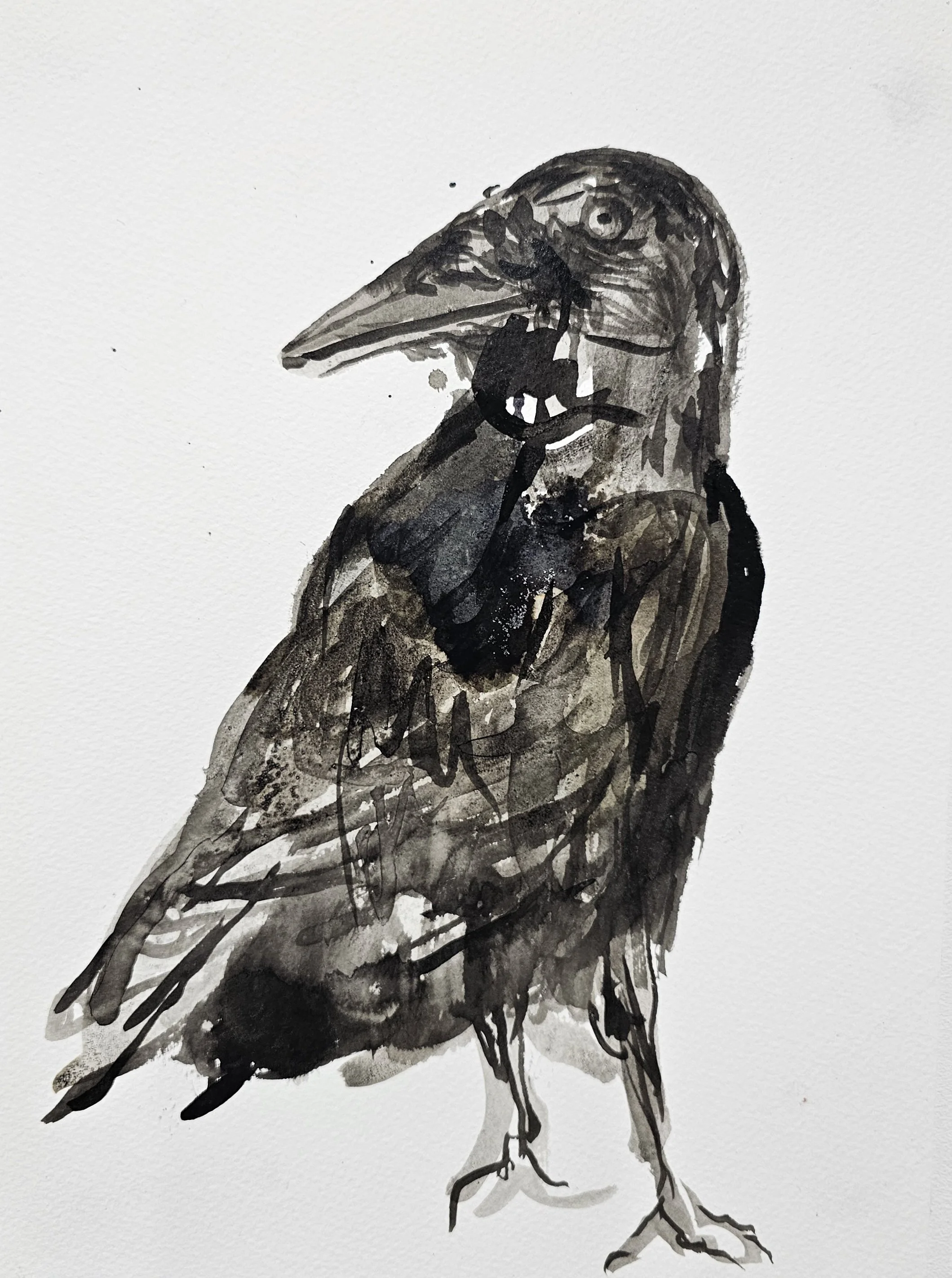 Raven, 2025, Indian ink and salt on paper
21.5 x 31 cm