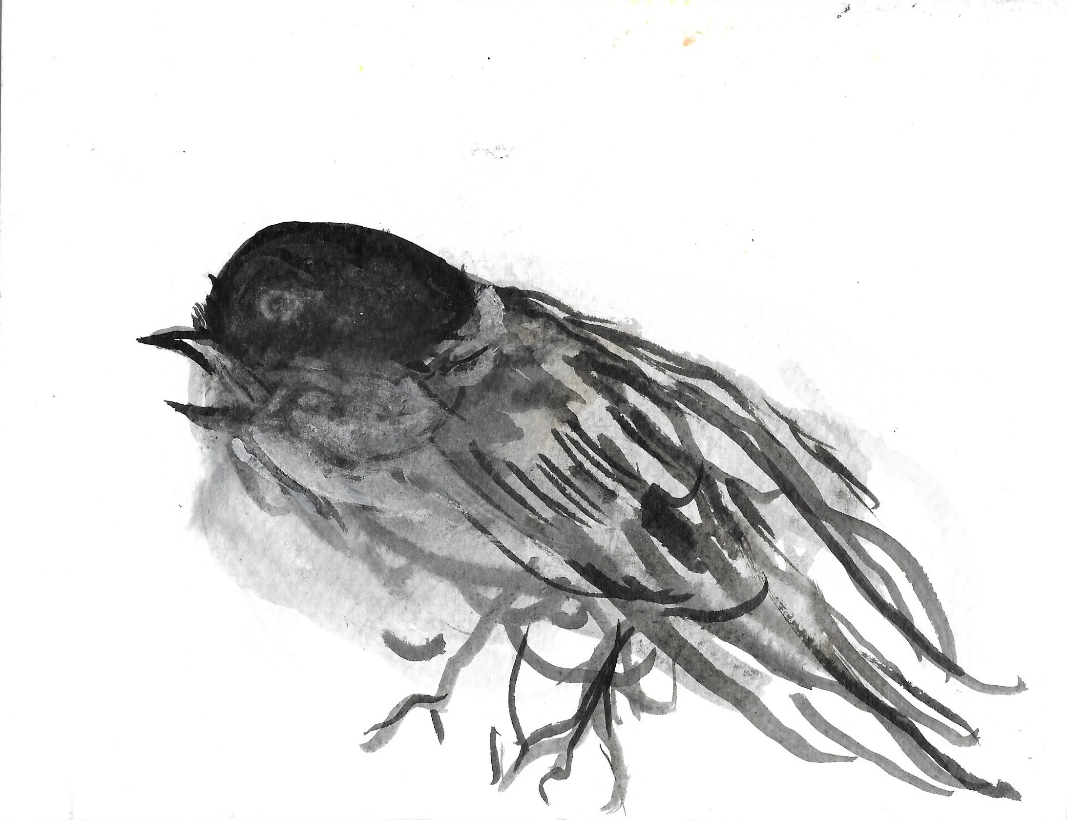 Black Cap, 2025, Indian ink and acrylic paint on paper, 14 x 18.5 cm