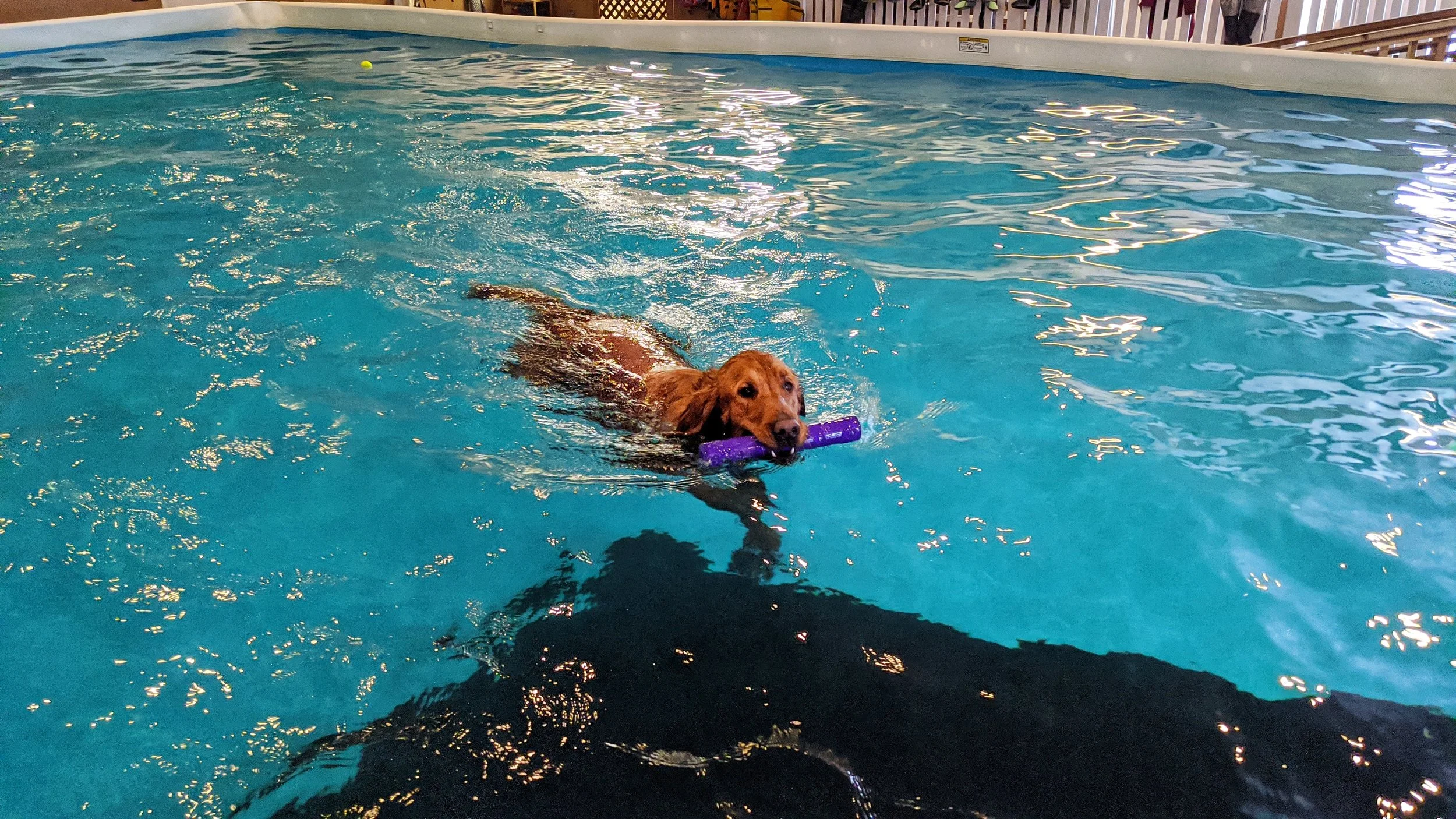 Salt Lake City’s Indoor Dog Swimming Pools — Dog Friendly SLC