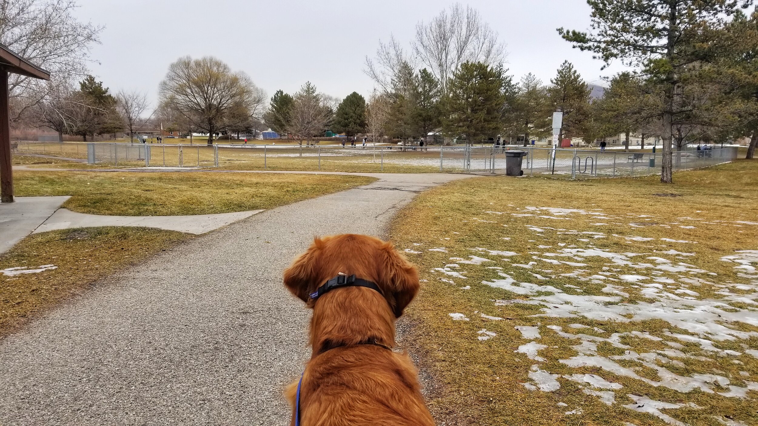 A golden retriever stares at a dog park