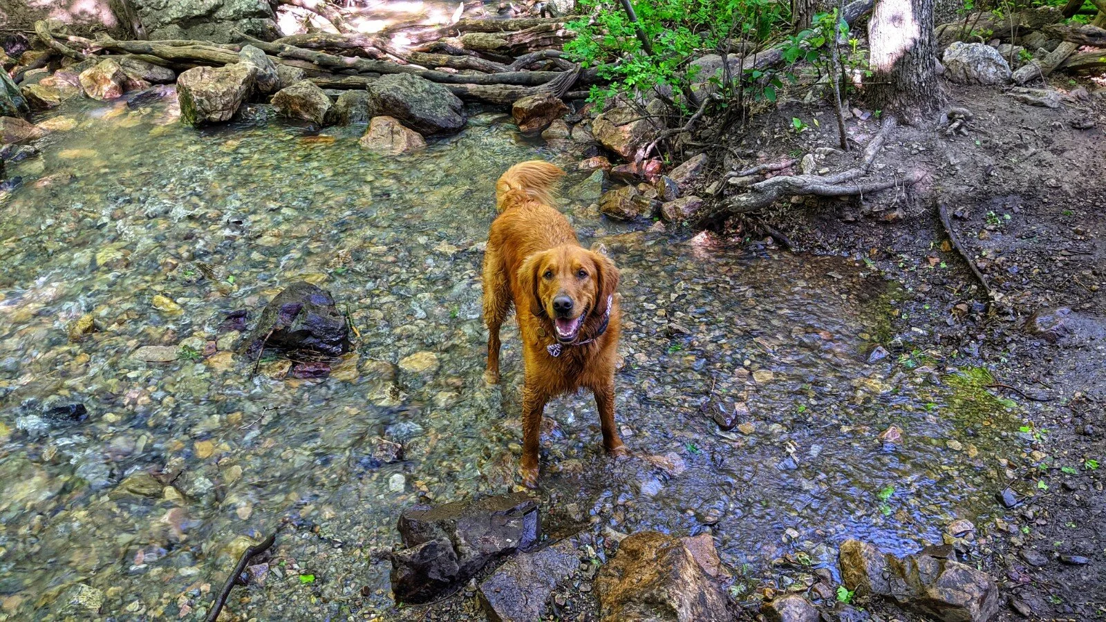 A golden retriever stands ankle deep in a creek and looks up at the camera