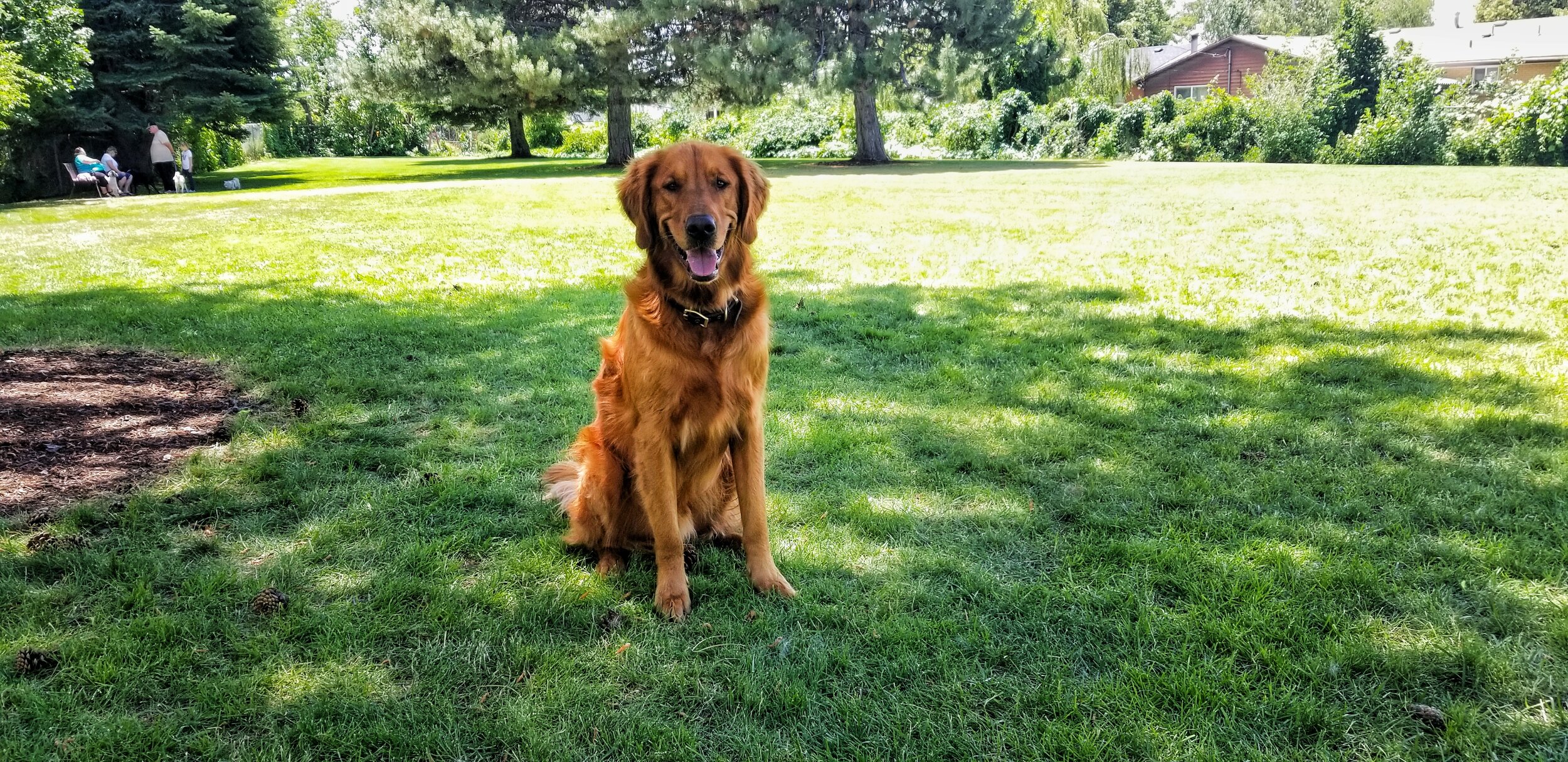 Golden retriever Scout sits with ears perked in a grassy park