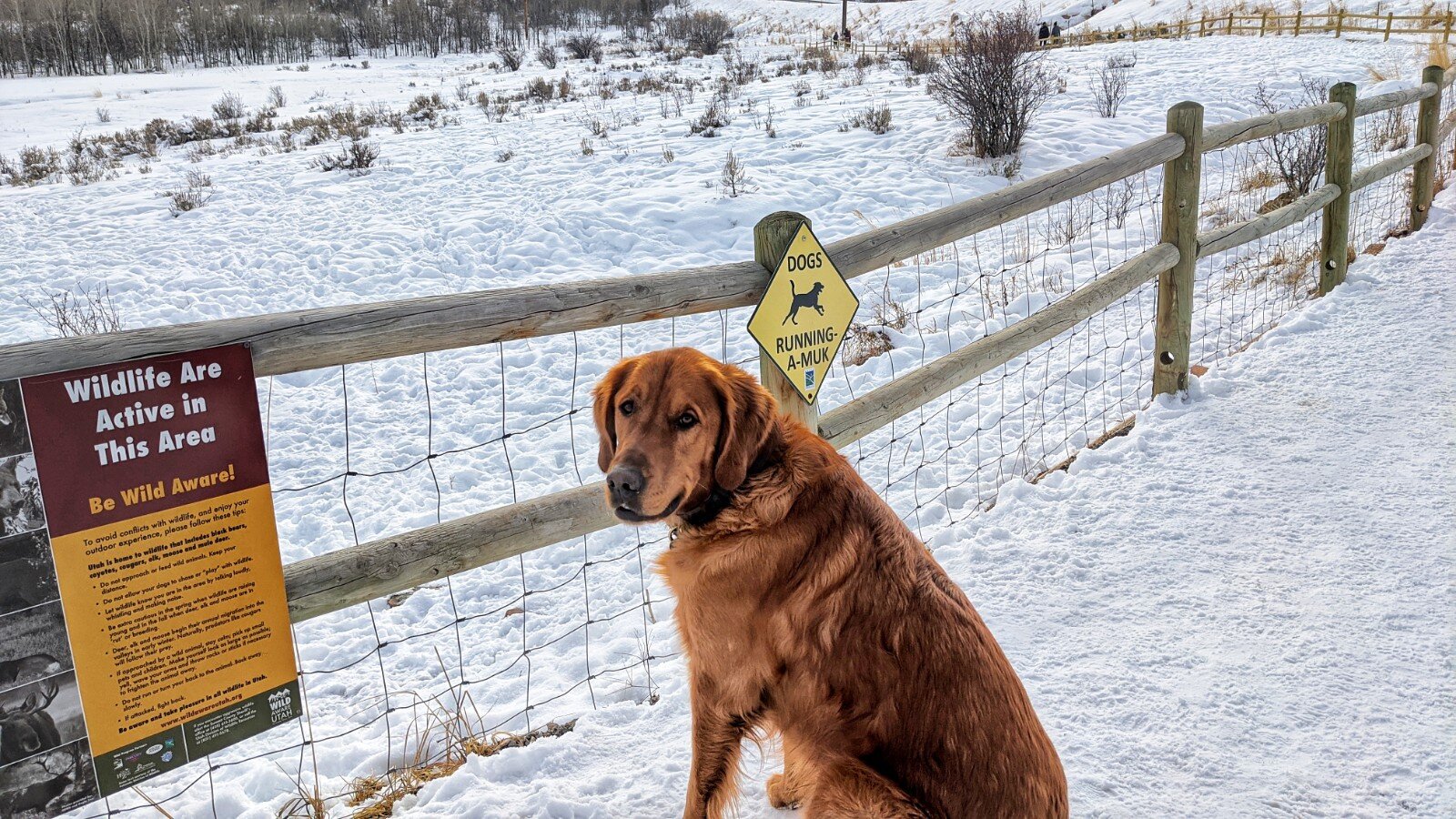 Golden retriever Scout sits in front of a snowy fence looking over his should back at the camera