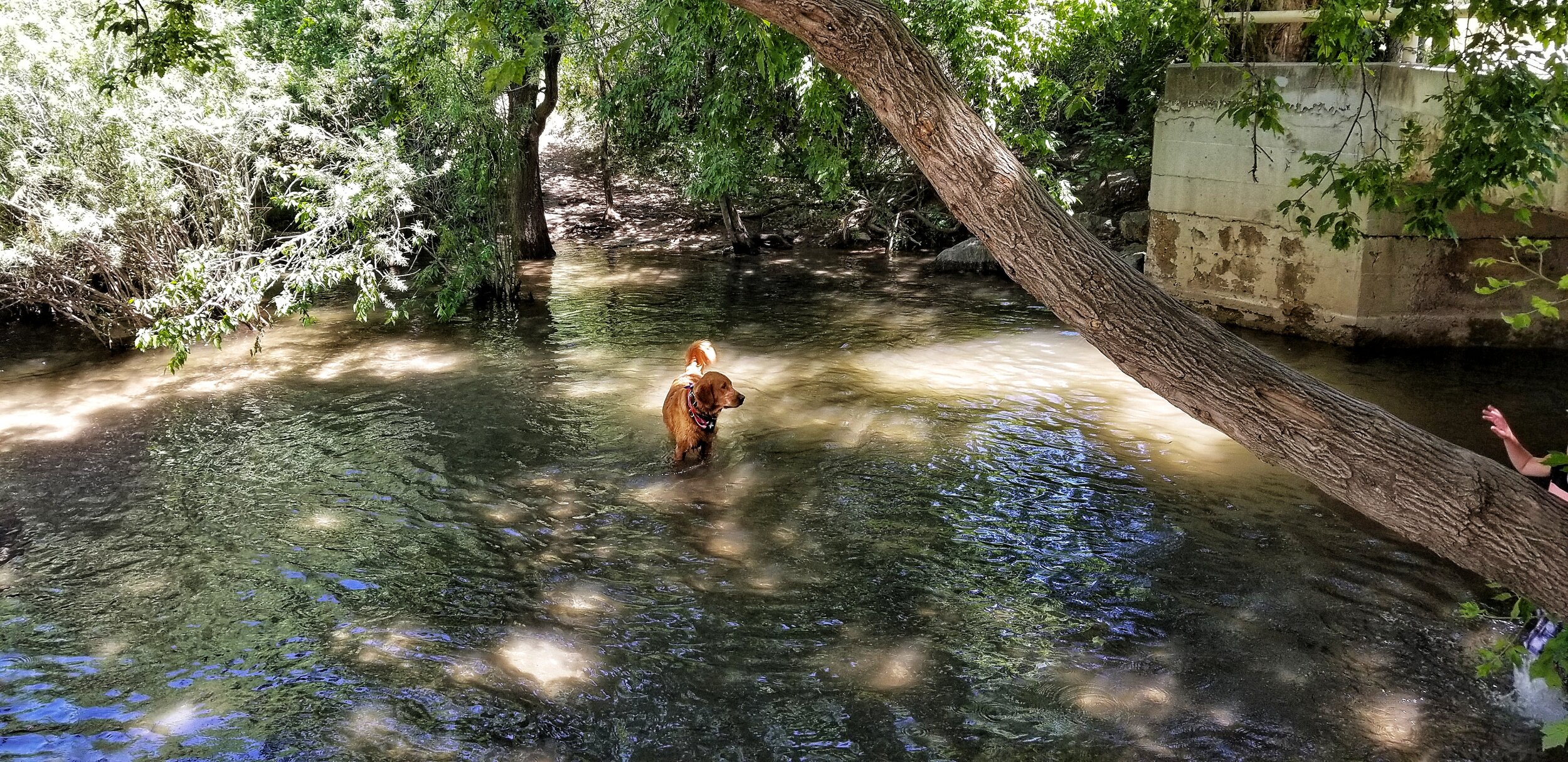 A golden retriever stands out in a creek and looks off in the distance