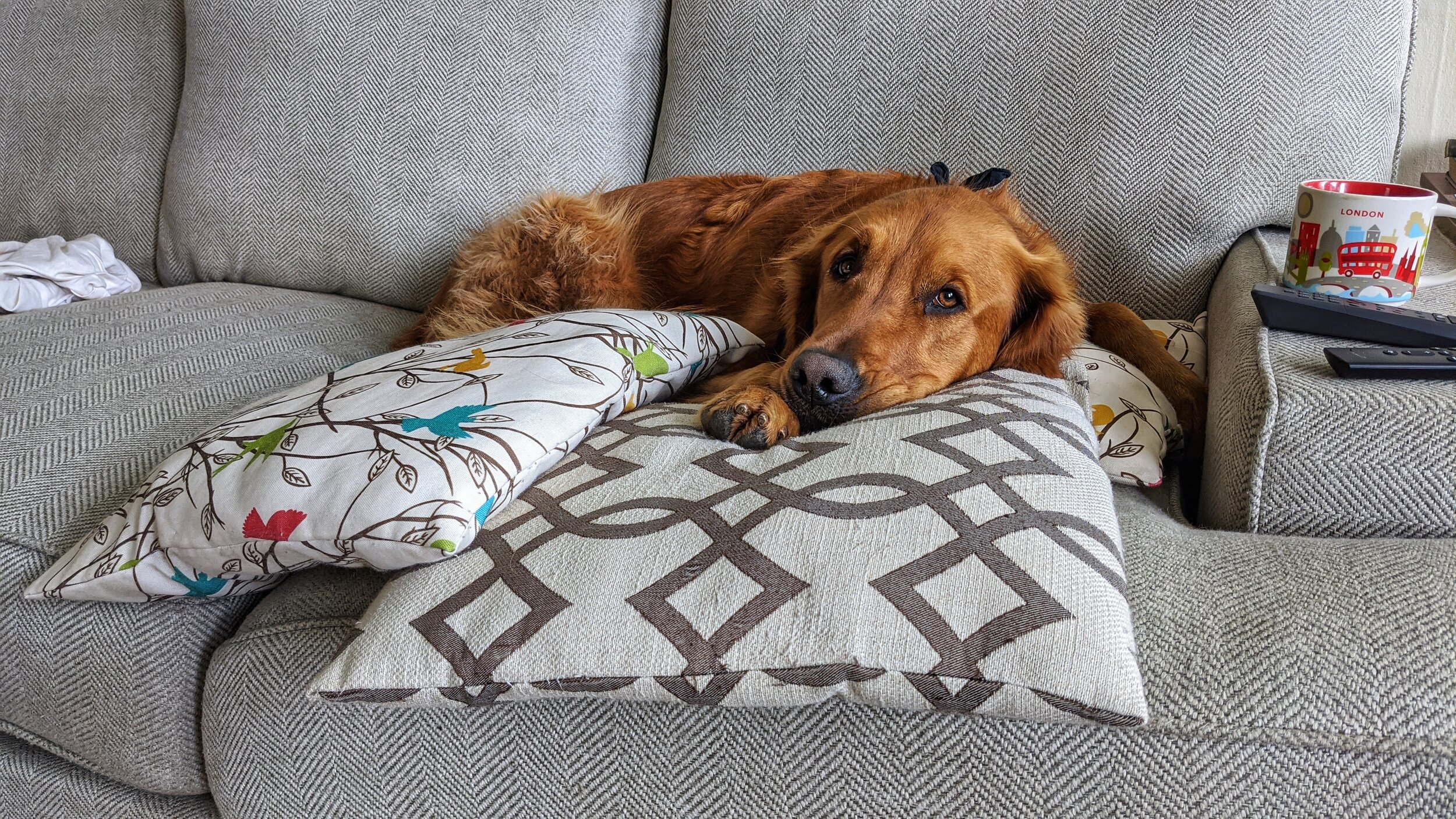 A golden retriever sits on the couch in a pile of pillows looking bored