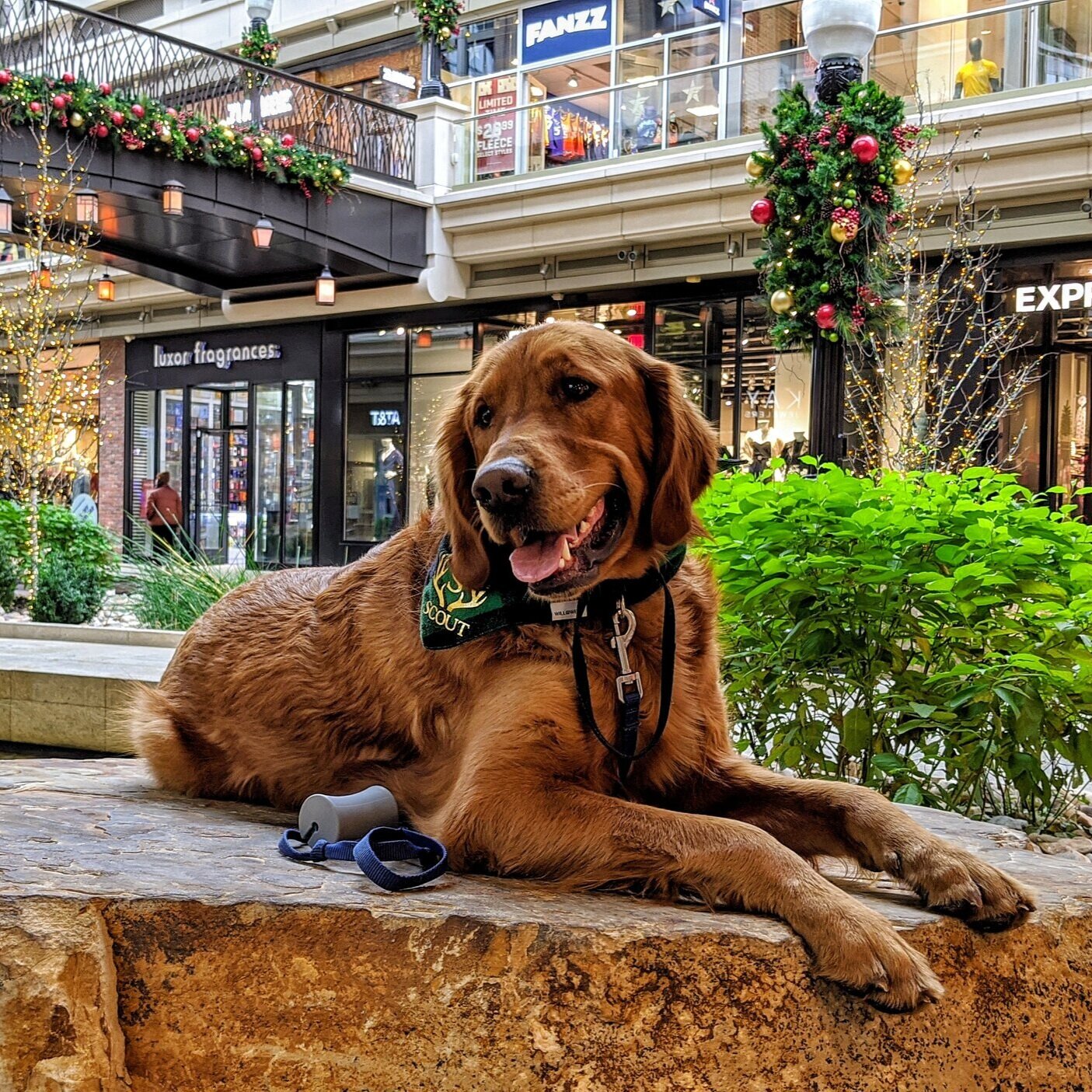 A golden retriever sits on a rock in an indoor mall that has been decorated for Christmas