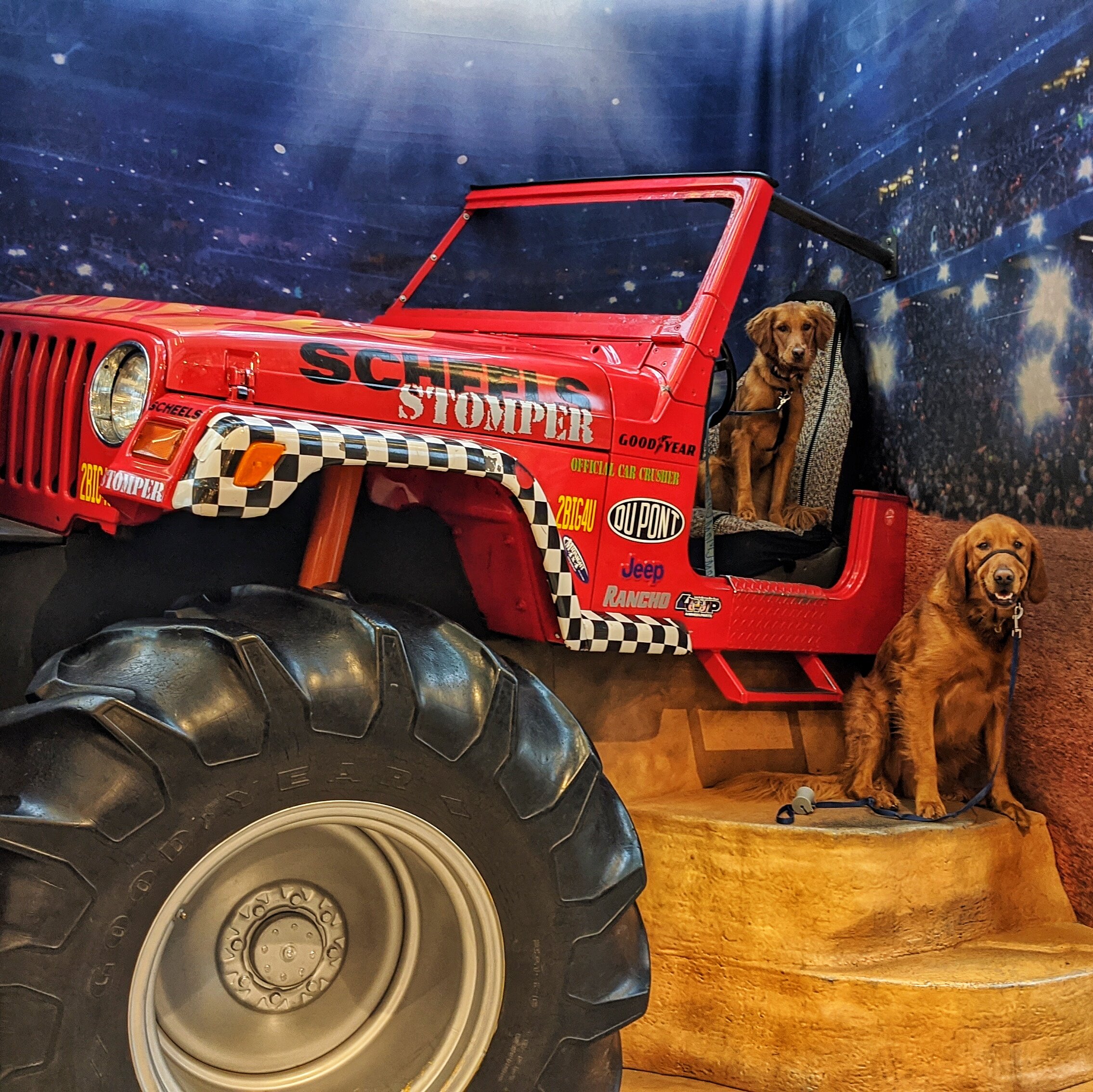 Two golden retrievers sit on a prop Jeep inside a sporting goods store