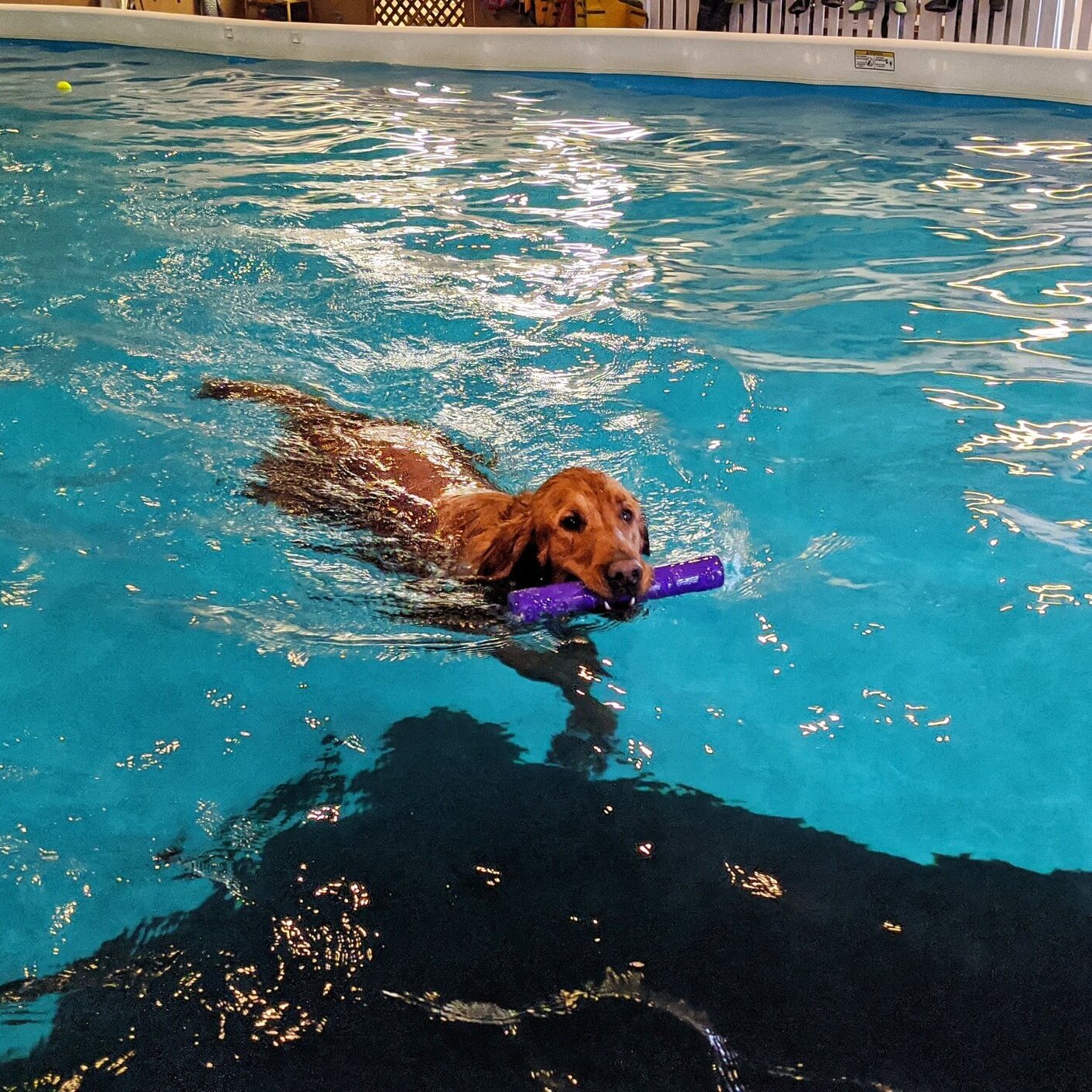 Golden retriever Scout swims toward the camera in an indoor pool with a stick in his mouth