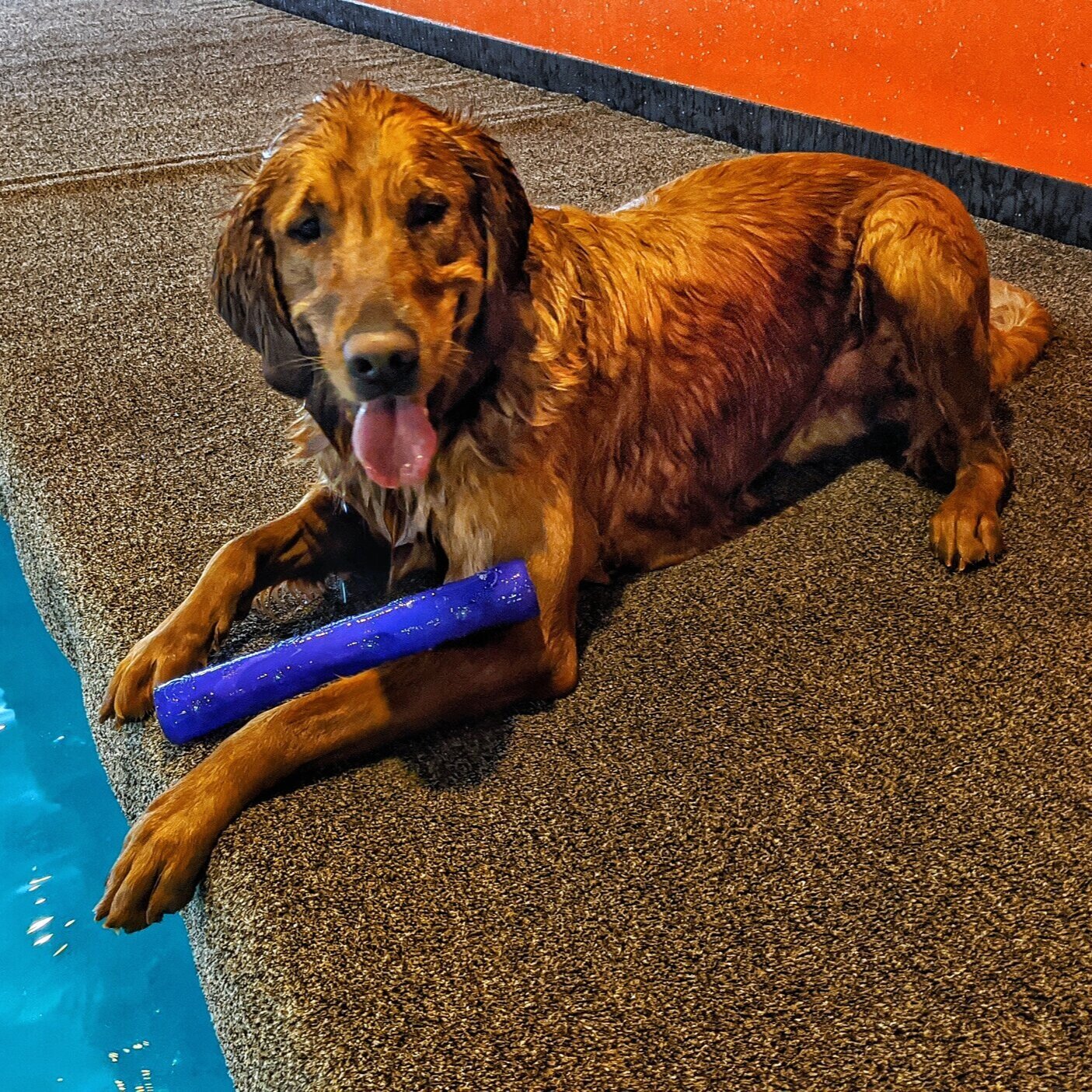 A golden retriever sits panting on the side of an indoor dog pool after swimming