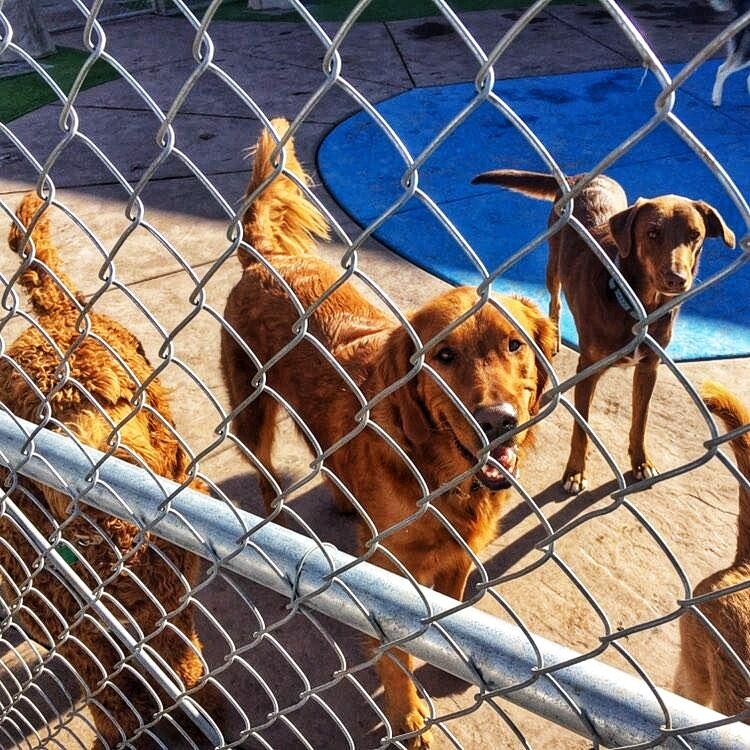 A group of dogs looks through a chainlink fence at a dog daycare