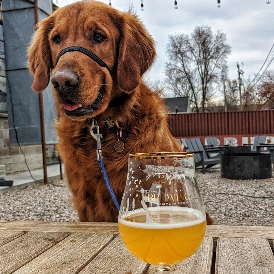 Golden retriever Scout sits at a picnic table outdoors with a glass of beer in front of him